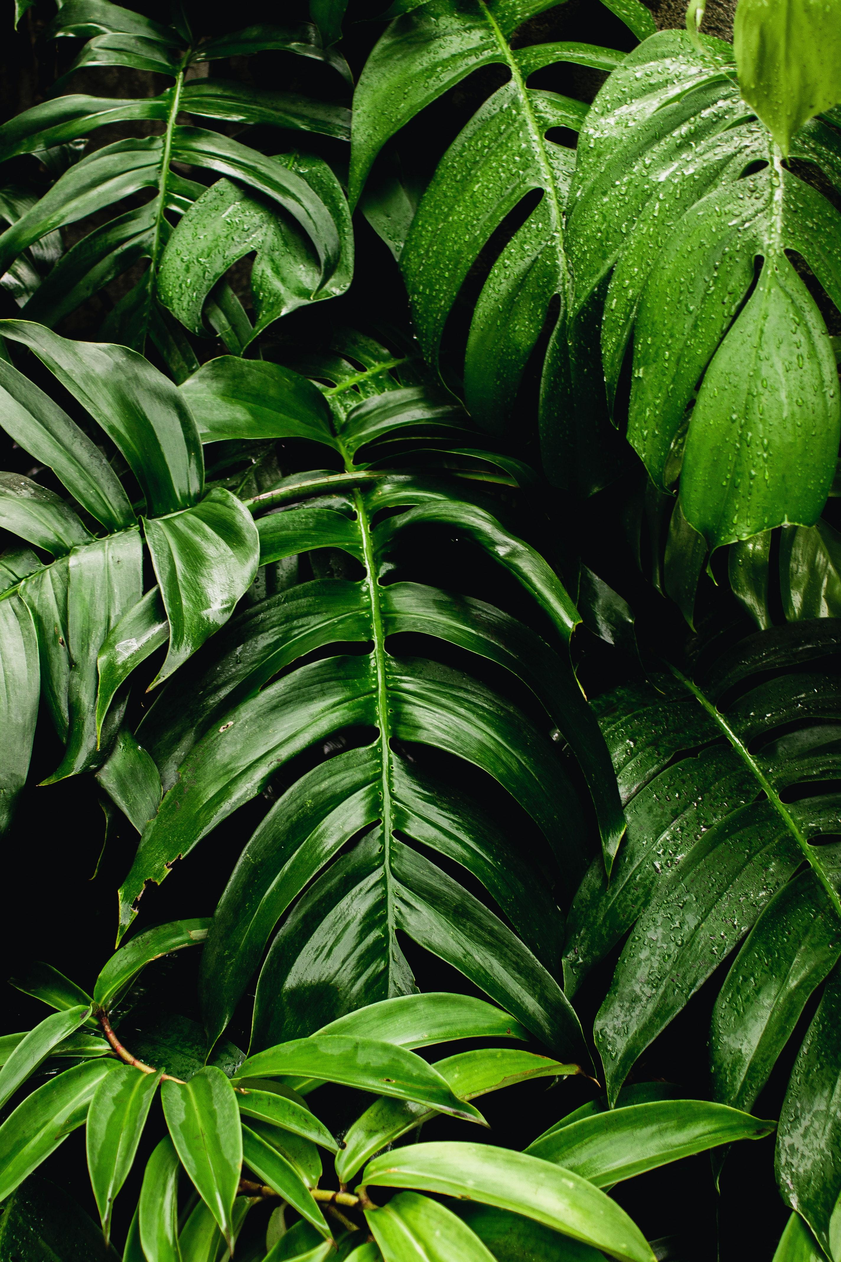 2848x4272 Photo of Green Leaves · Free