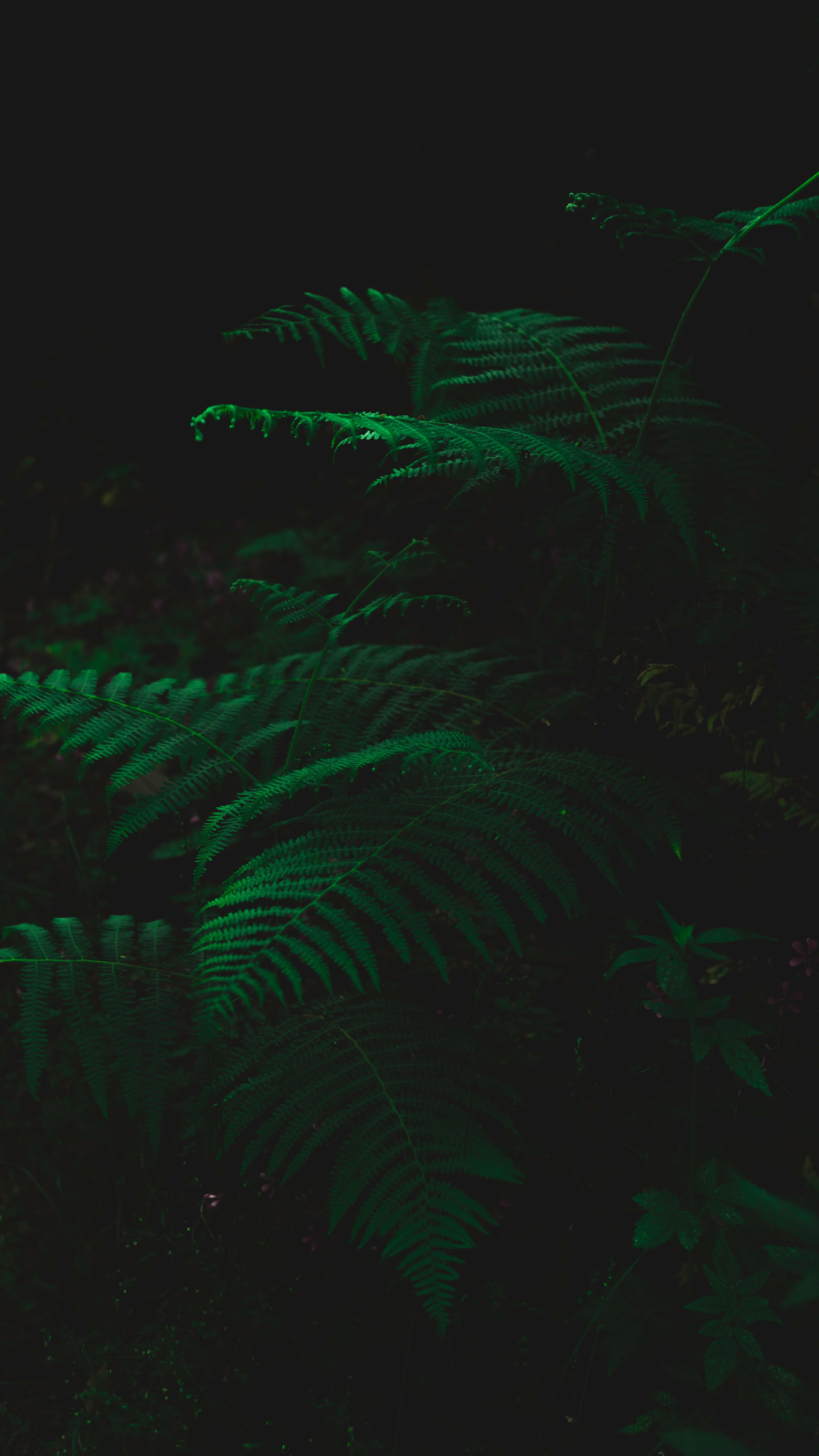3376x6000 Wallpaper Leaf, Green, Black, Darkness, Technology, Background Free Image