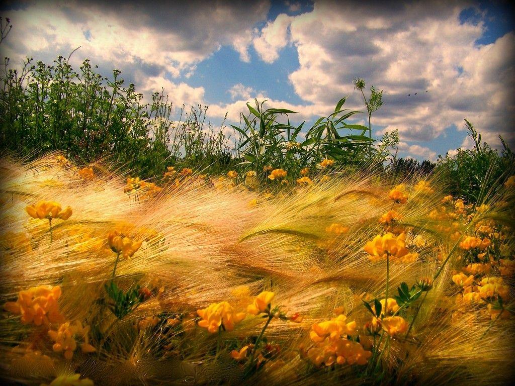 1024x768 Wallpaper Tagged With Corn: Autumn Field Windy Corn Nature Day