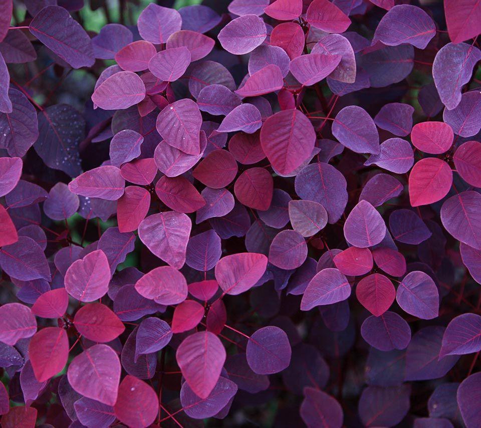 960x854 wallpaper available for nook tablet. Flower background, Flowers, Shades of purple