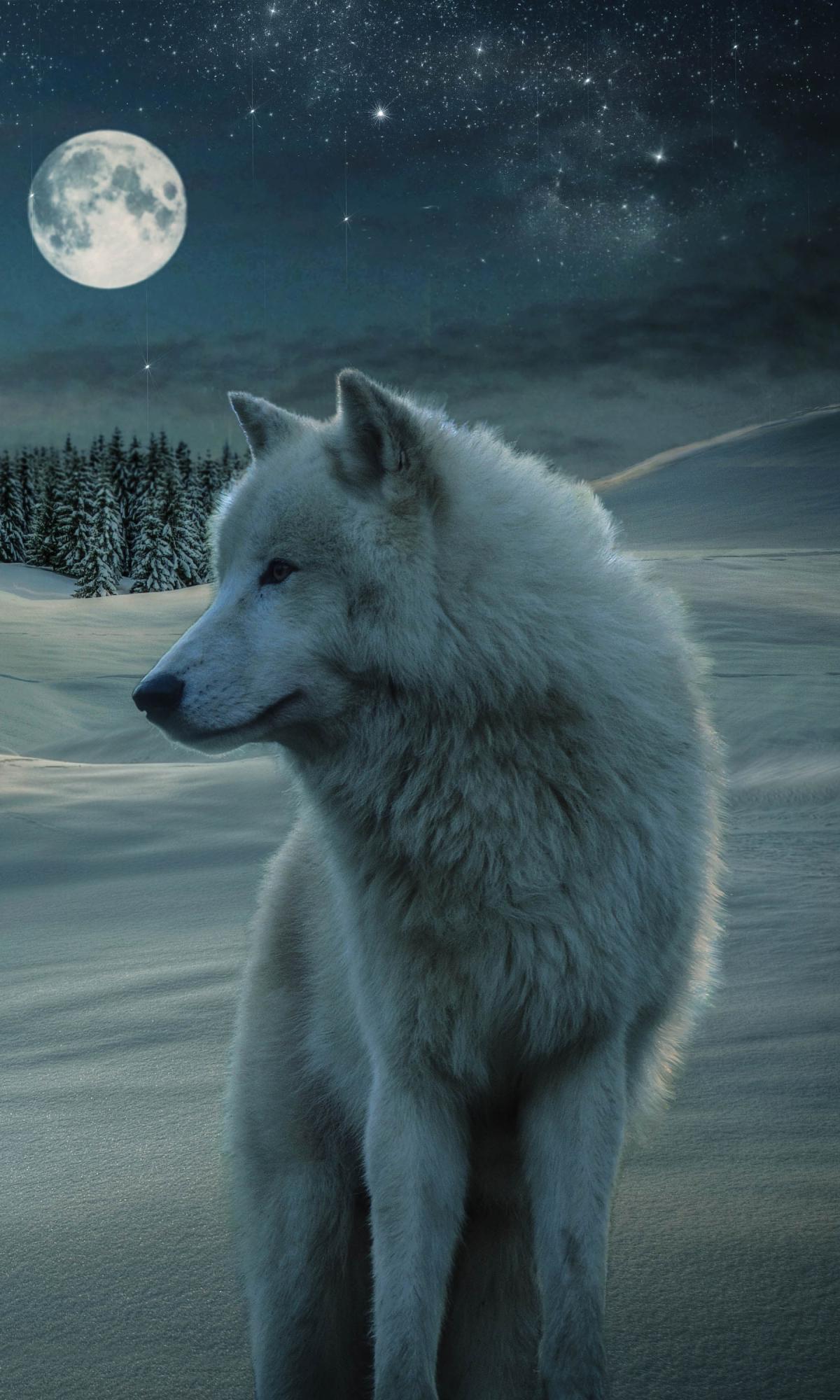 1200x2000 White Wolf in Winter Field