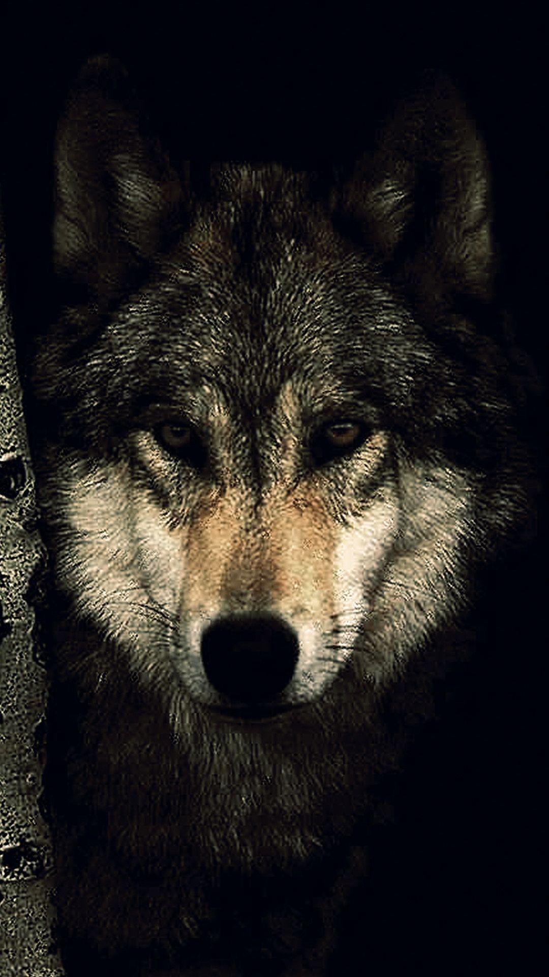 1080x1920 Wolf Wallpaper 4K Mobile Ideas. Фотографии животных, Картины, Обои для телефона