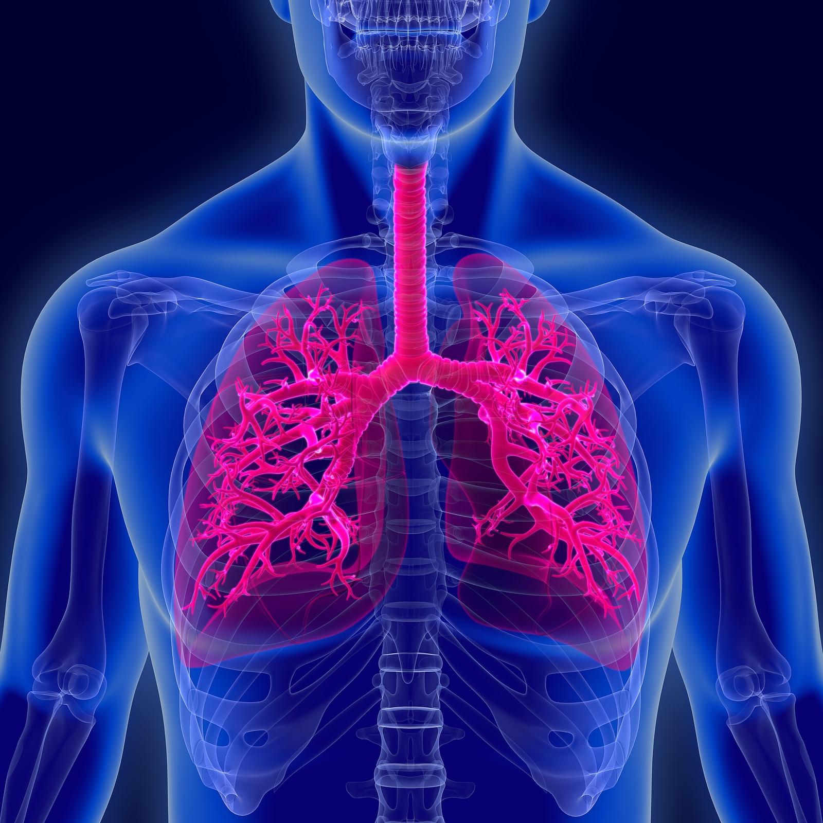 Respiratory System Wallpapers - Top Free Respiratory System Backgrounds ...