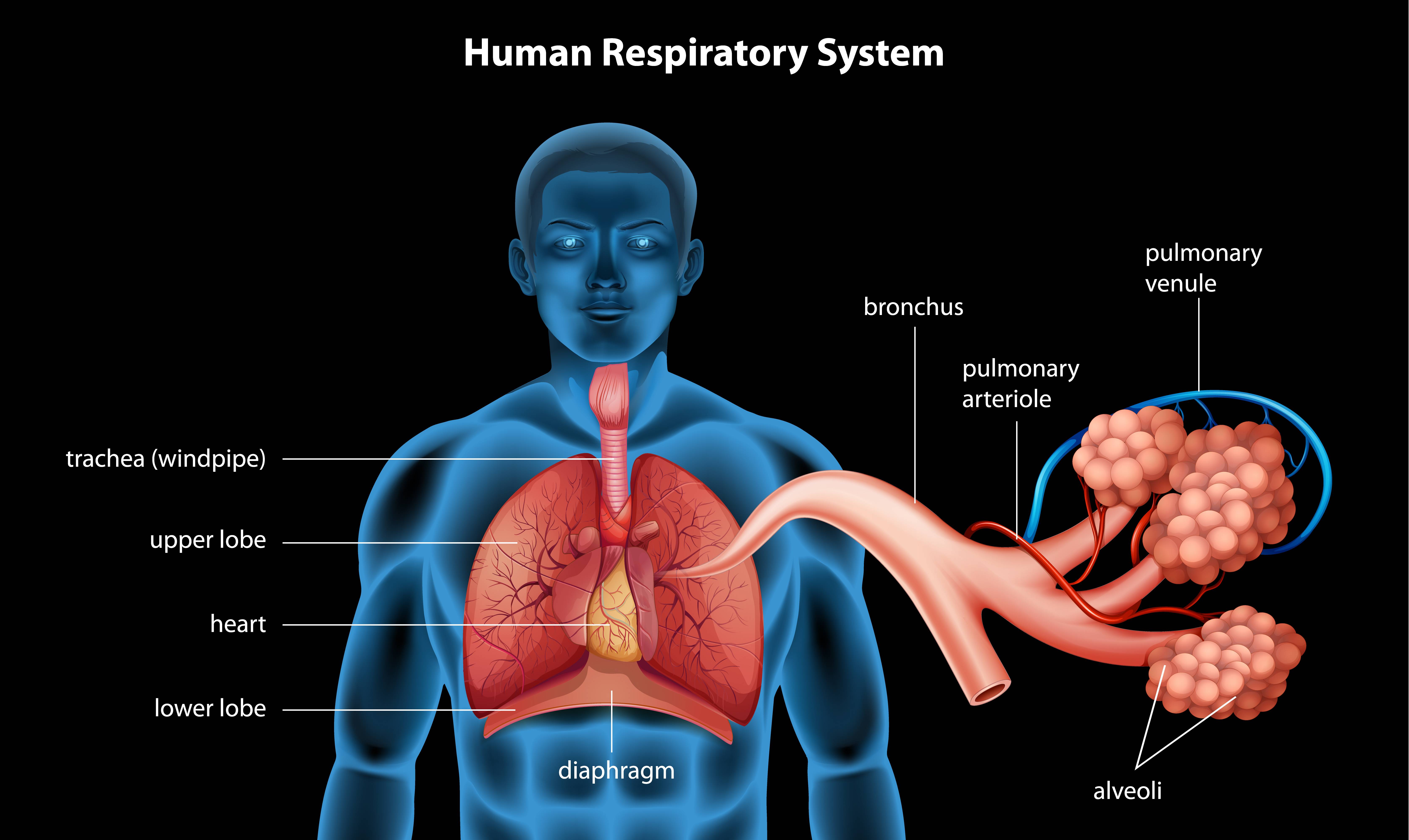 6710x4000 Respiratory System Vector Art, Icon, and Graphics for Free Download