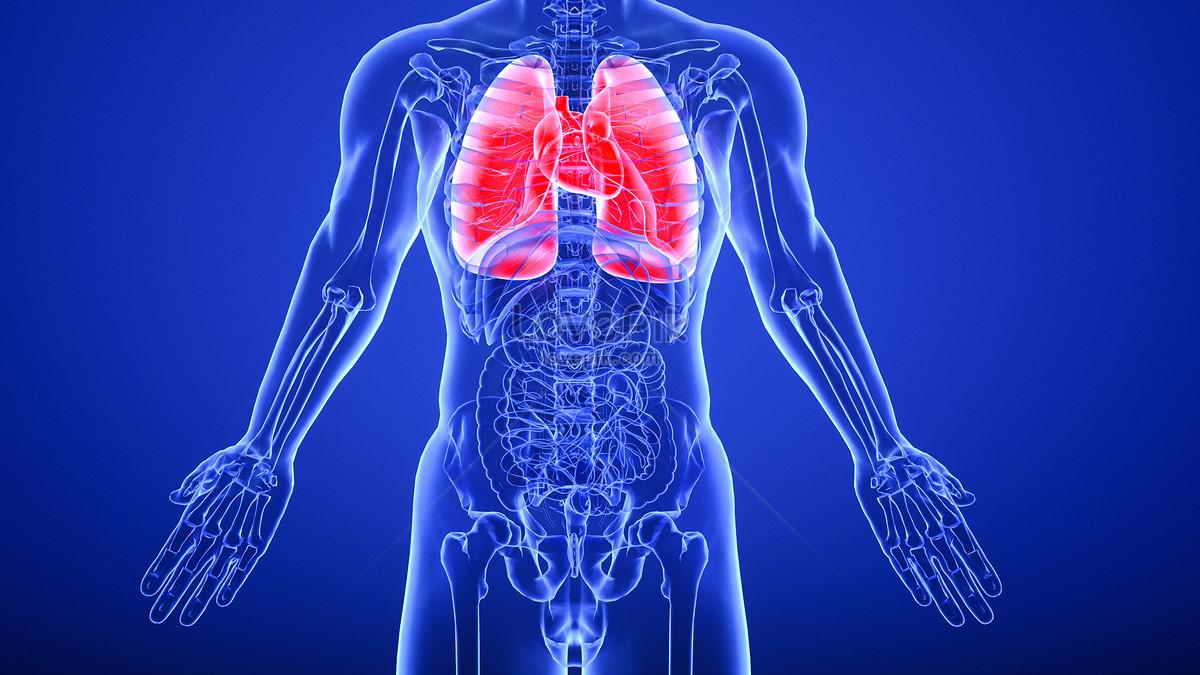 Respiratory System Wallpapers - Top Free Respiratory System Backgrounds ...