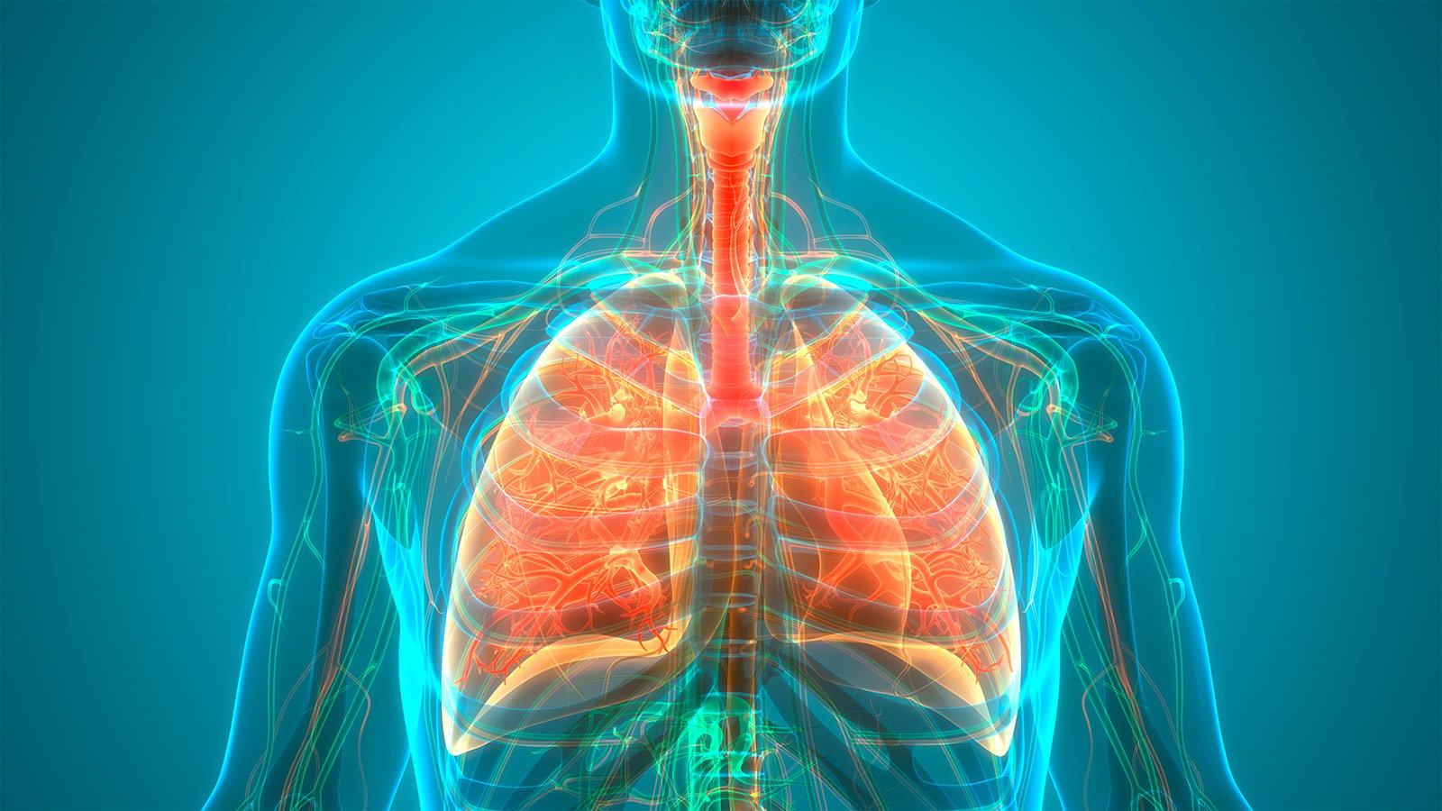 Respiratory System Wallpapers - Top Free Respiratory System Backgrounds