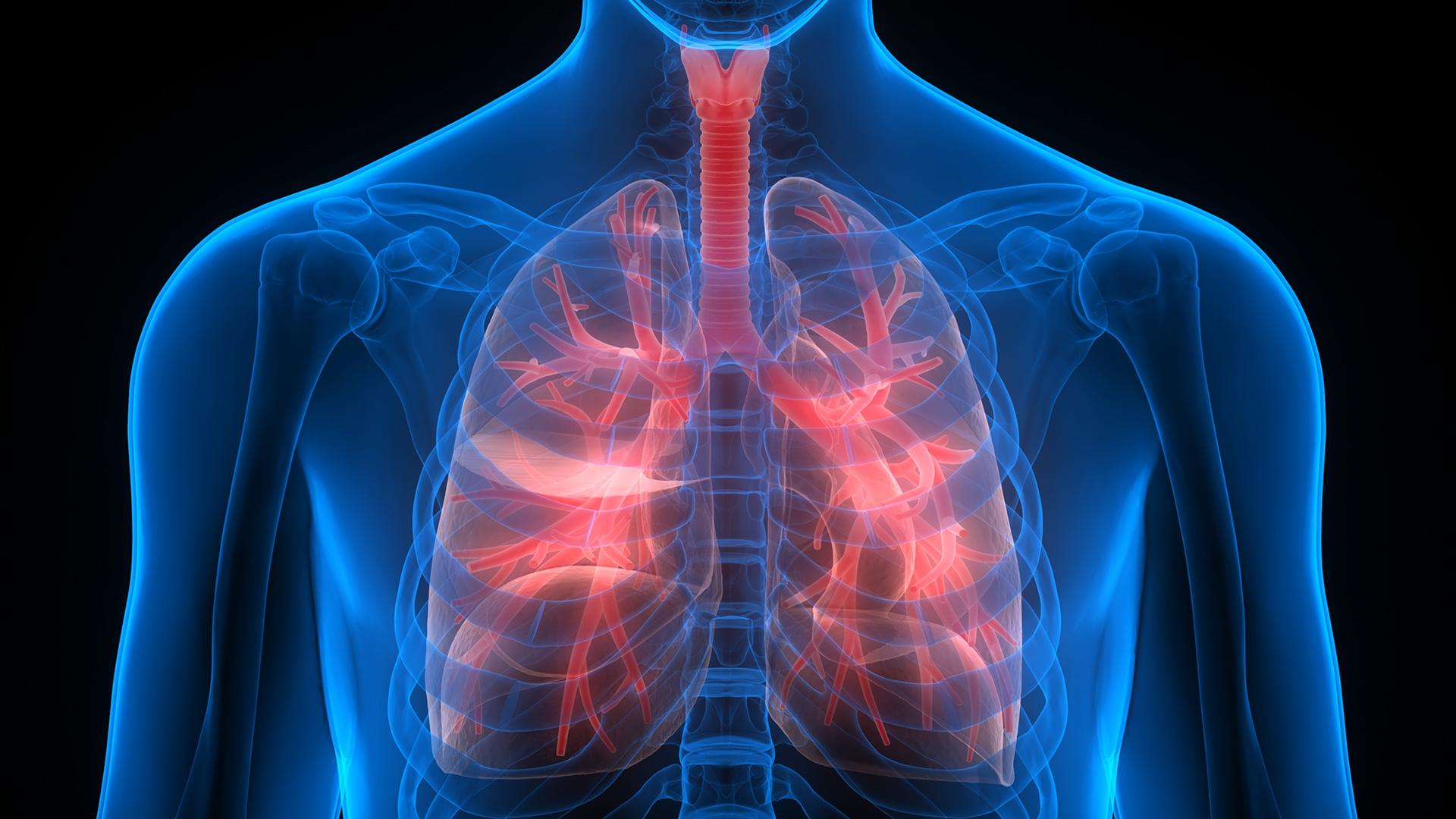 Respiratory System Wallpapers - Top Free Respiratory System Backgrounds ...