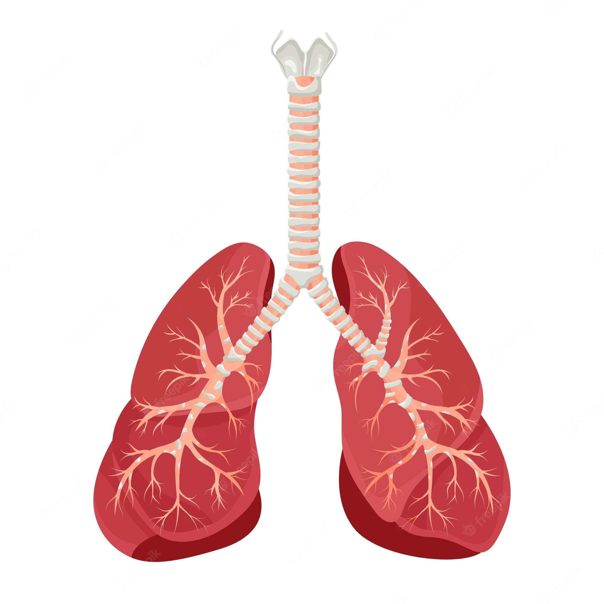 2000x2000 Premium Vector. Diagram of human lungs and trachea respiratory system healthy lungs icon vector illustration isolated on a white background