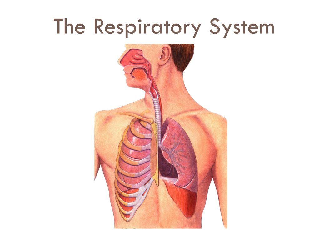 1024x768 The Respiratory System