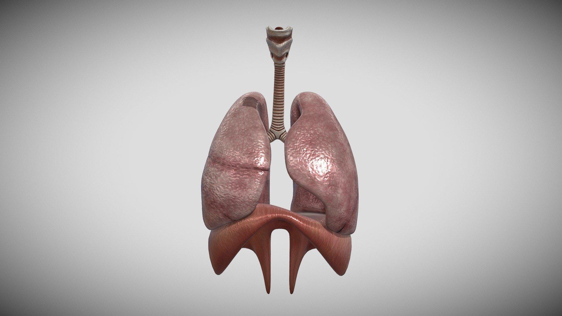 Respiratory System Wallpapers - Top Free Respiratory System Backgrounds