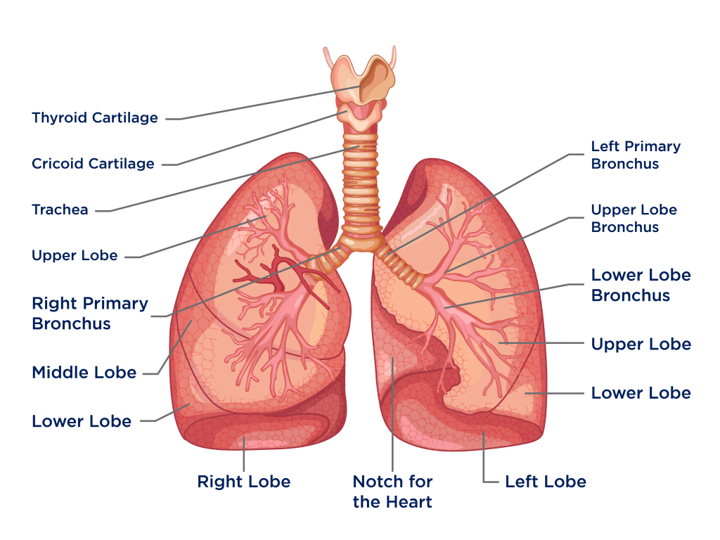 respiratory-system-wallpapers-top-free-respiratory-system-backgrounds