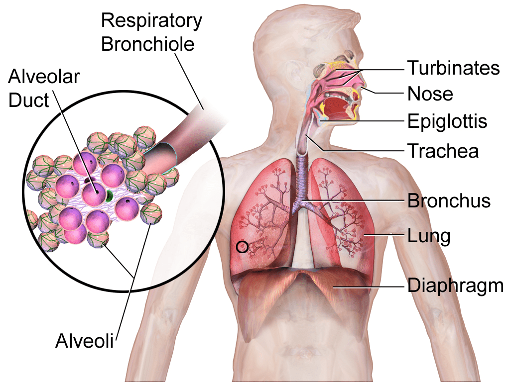 1024x768 Respiratory System (Illustration).png