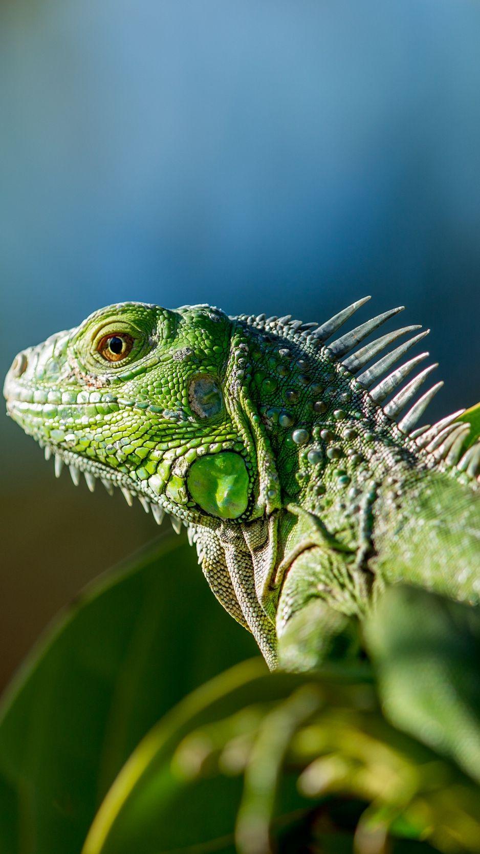 938x1668 Download wallpaper 938x1668 lizard, reptile, color, leaves iphone 8