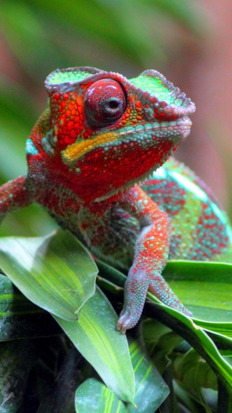 Lizard iPhone Wallpapers - Top Free Lizard iPhone Backgrounds ...