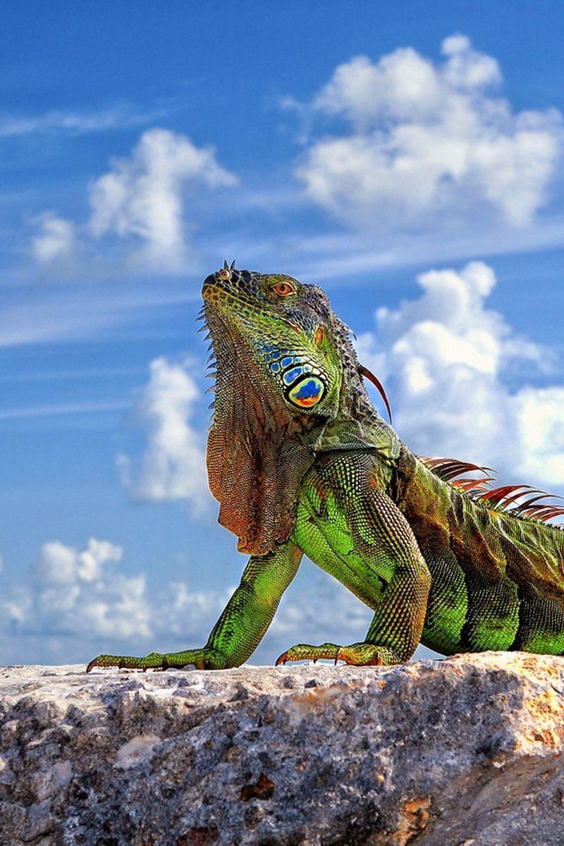 800x1200 Download wallpaper 800x1200 lizard, iguana, stone, sky, clouds