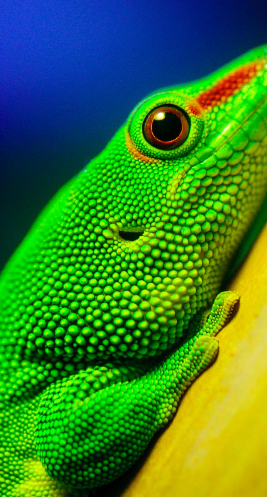 854x1590 Animal green lizard. wallpaper.sc iPhone7
