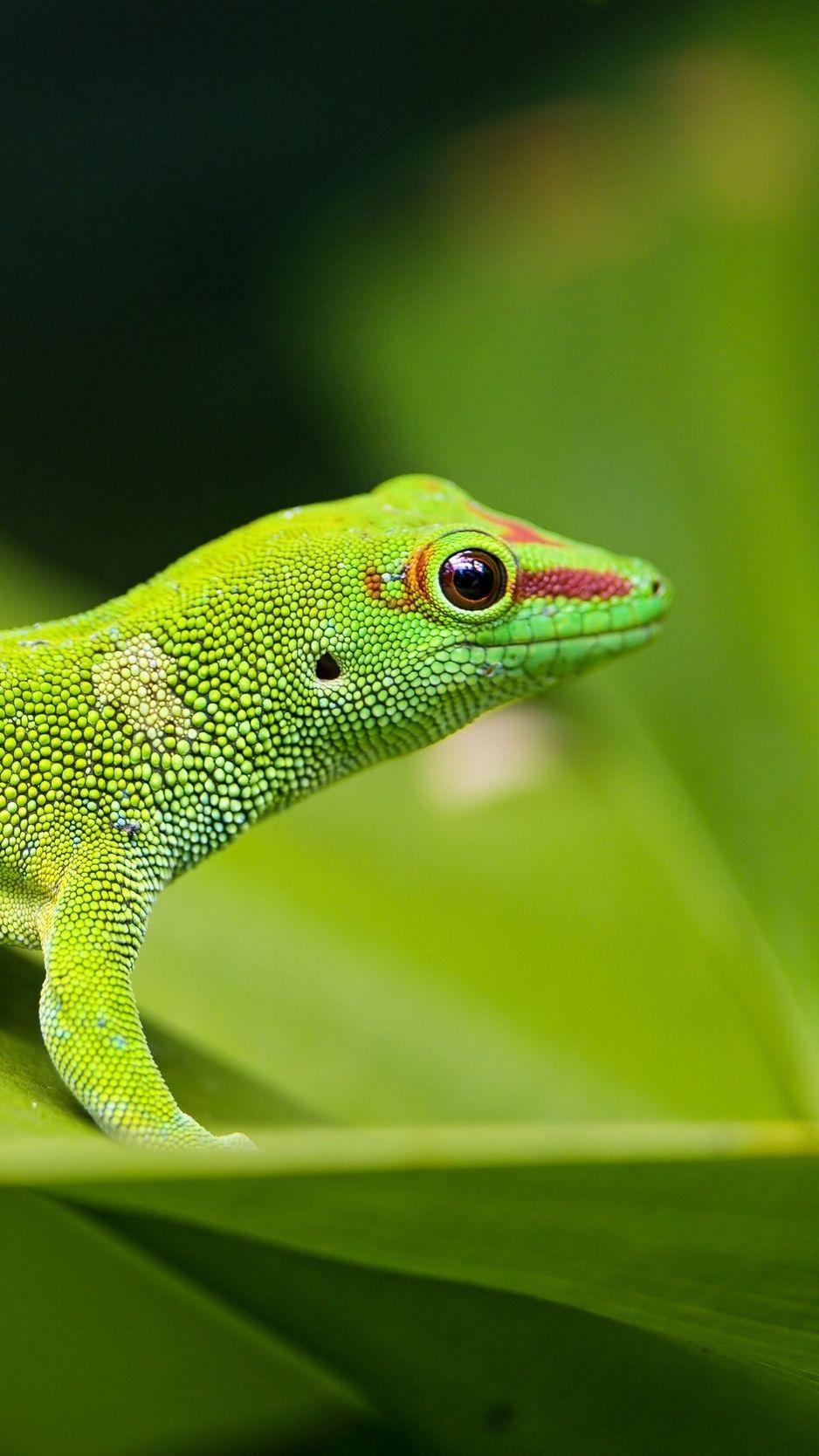 938x1668 Download Wallpaper 938x1668 Lizard, Gecko, Leaf, Macro Iphone 8 7 6s