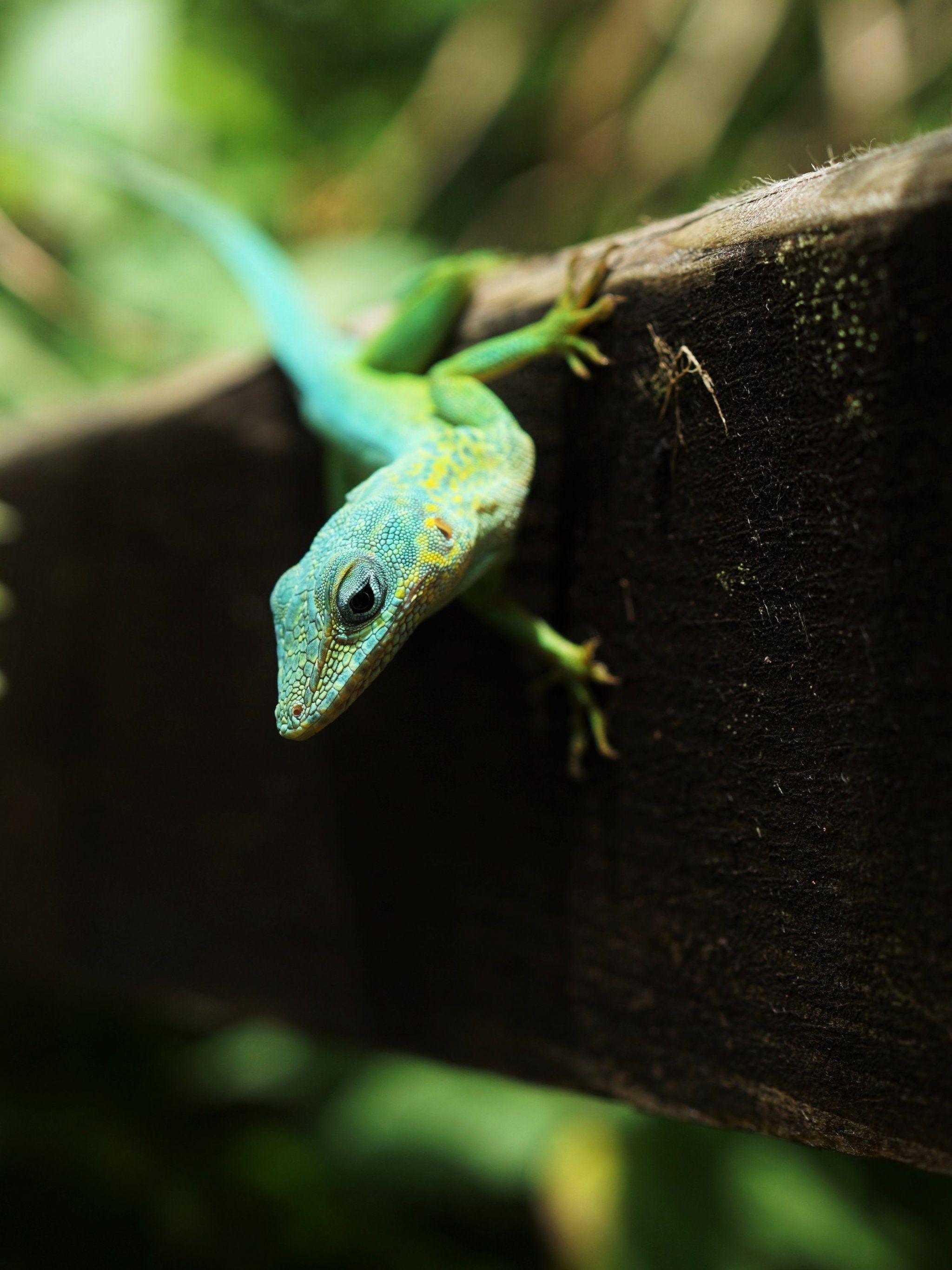 2048x2732 Lizard Wallpaper, Android & Desktop Background