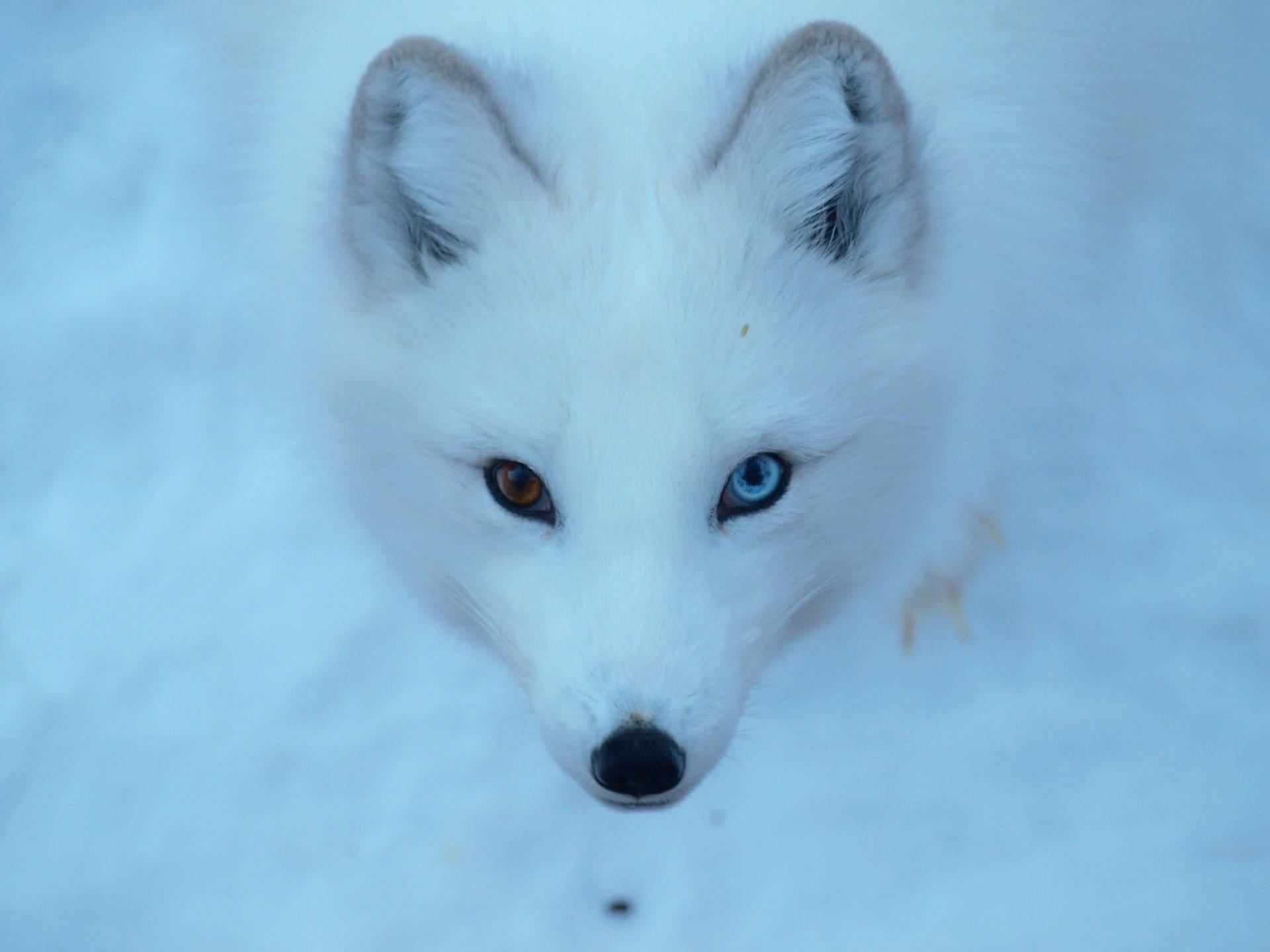 1920x1440 Free White Fox Wallpaper Downloads, White Fox Wallpaper for FREE
