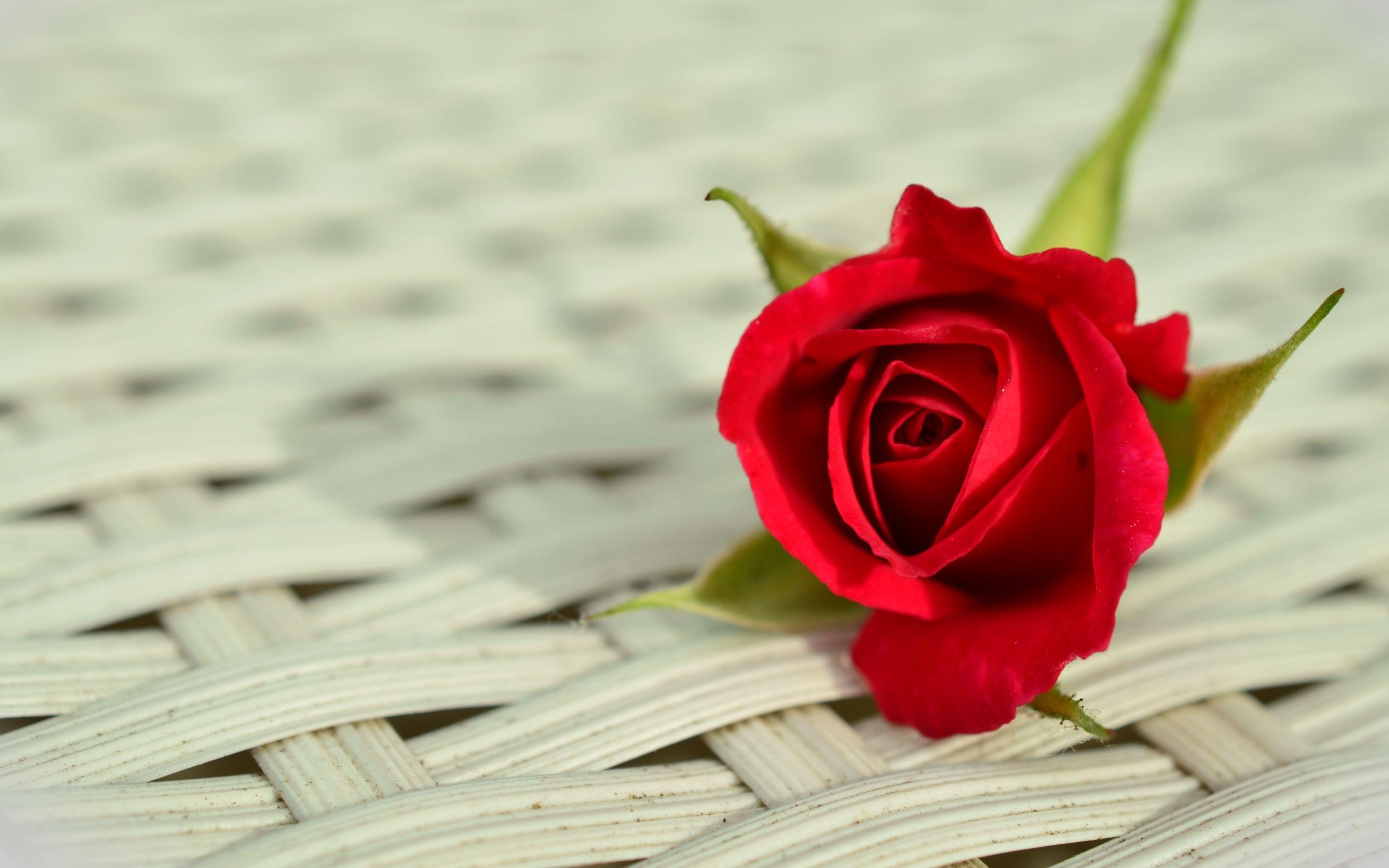 Rose HD Wallpapers - Top Free Rose HD Backgrounds - WallpaperAccess