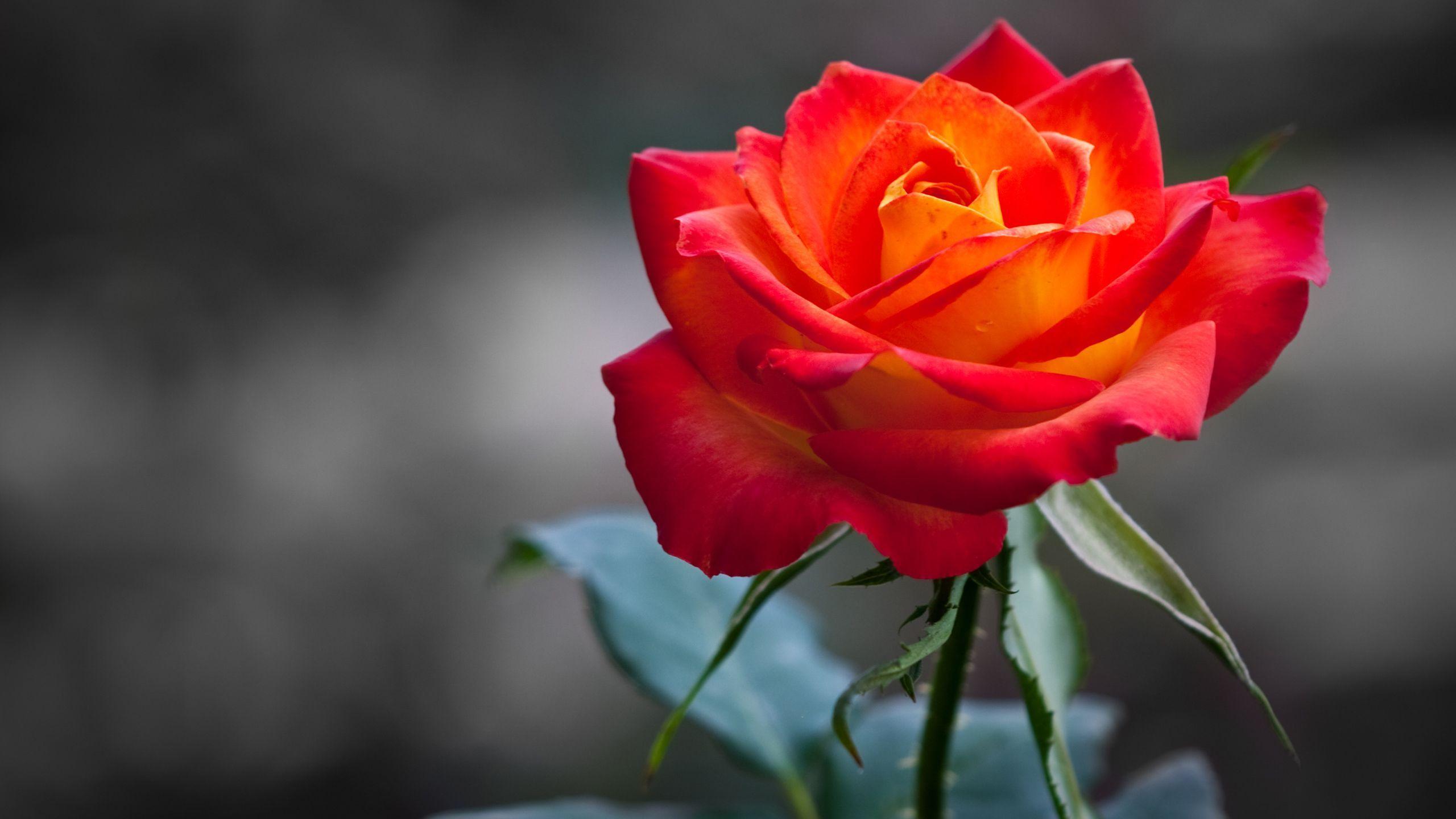 Hình nền hoa hồng cam tuyệt đẹp 2560x1440