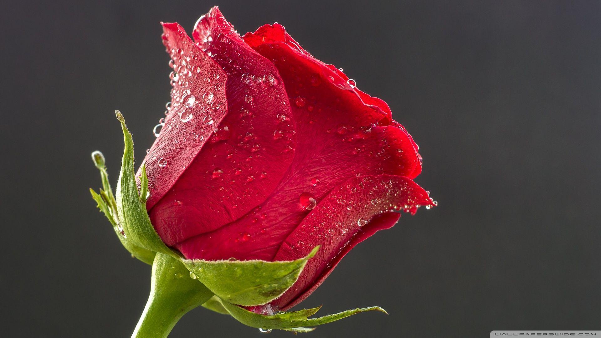 Rose HD Wallpapers - Top Free Rose HD Backgrounds - WallpaperAccess