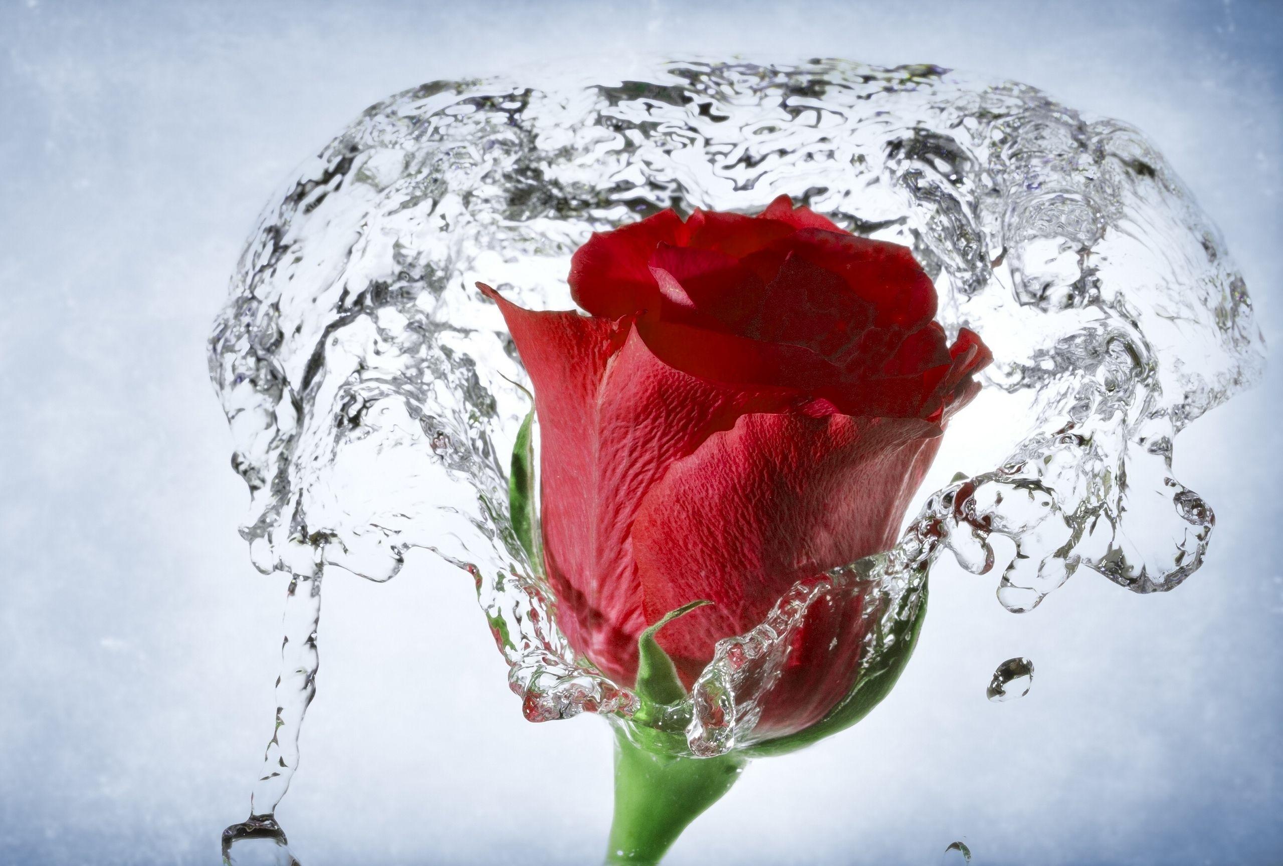 Hình nền HD 2560x1728 Rose Red With Water So Beautiful Free Hd Wallpaper
