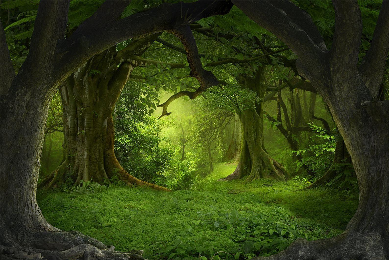 1588x1060 Mystical Forest Wallpaper