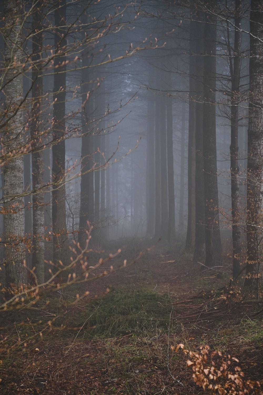 1000x1500 Mystic Forest Picture. Download Free Image