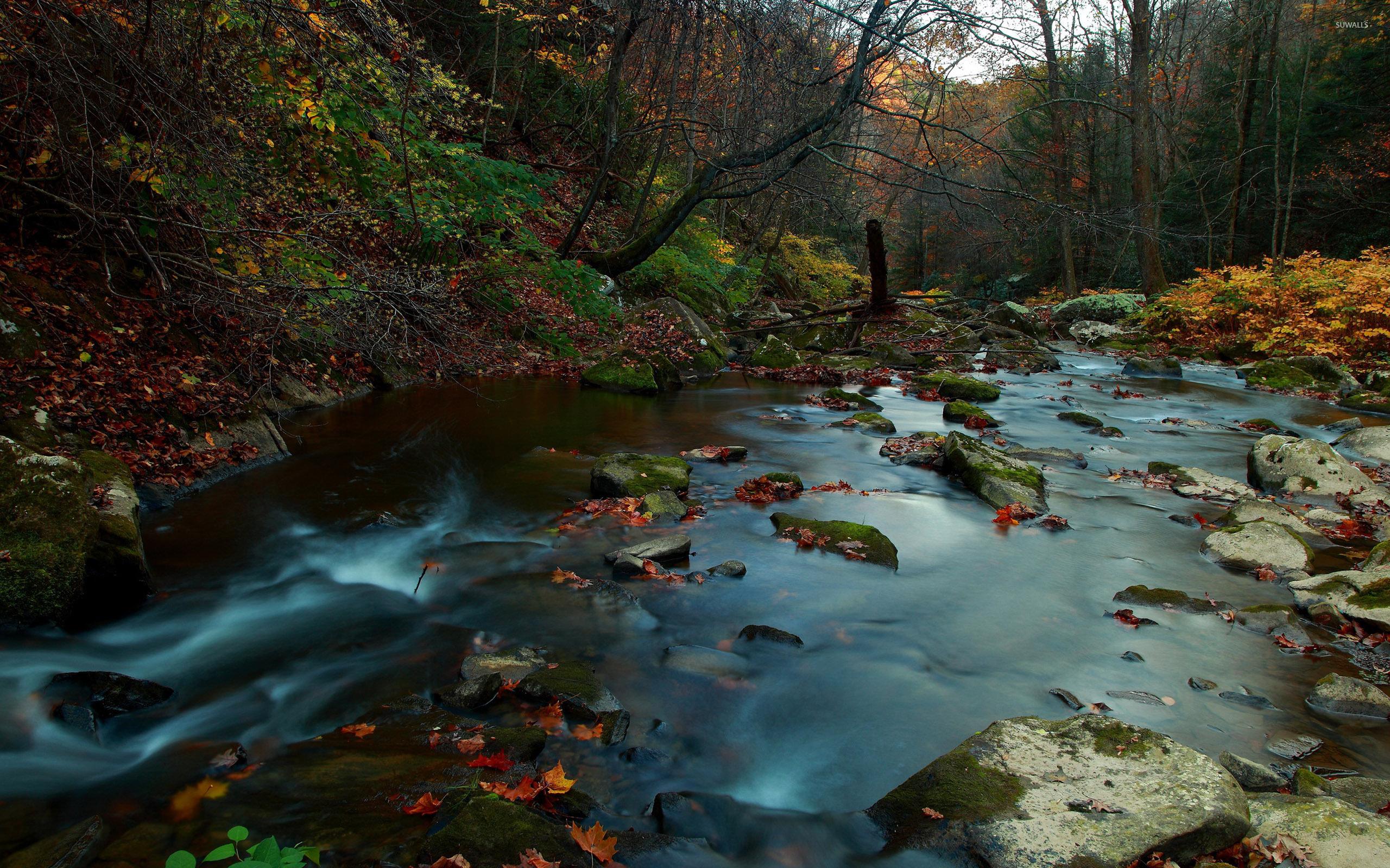 2560x1600 Autumn leaves in the mystic mountain river wallpaper wallpaper