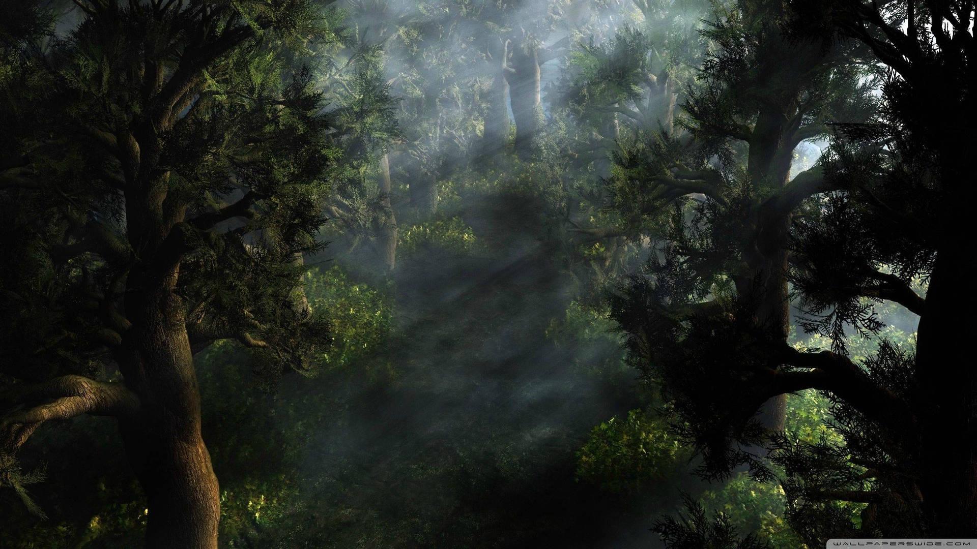 1920x1080 Download Mystical Forest 2560 X 1440 Wallpaper