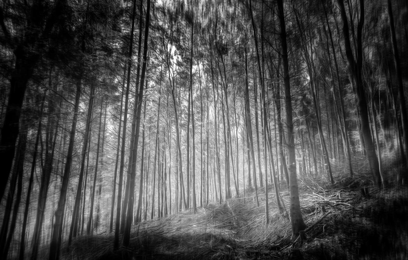 1332x850 Wallpaper trees, mystic, Forest image for desktop, section природа