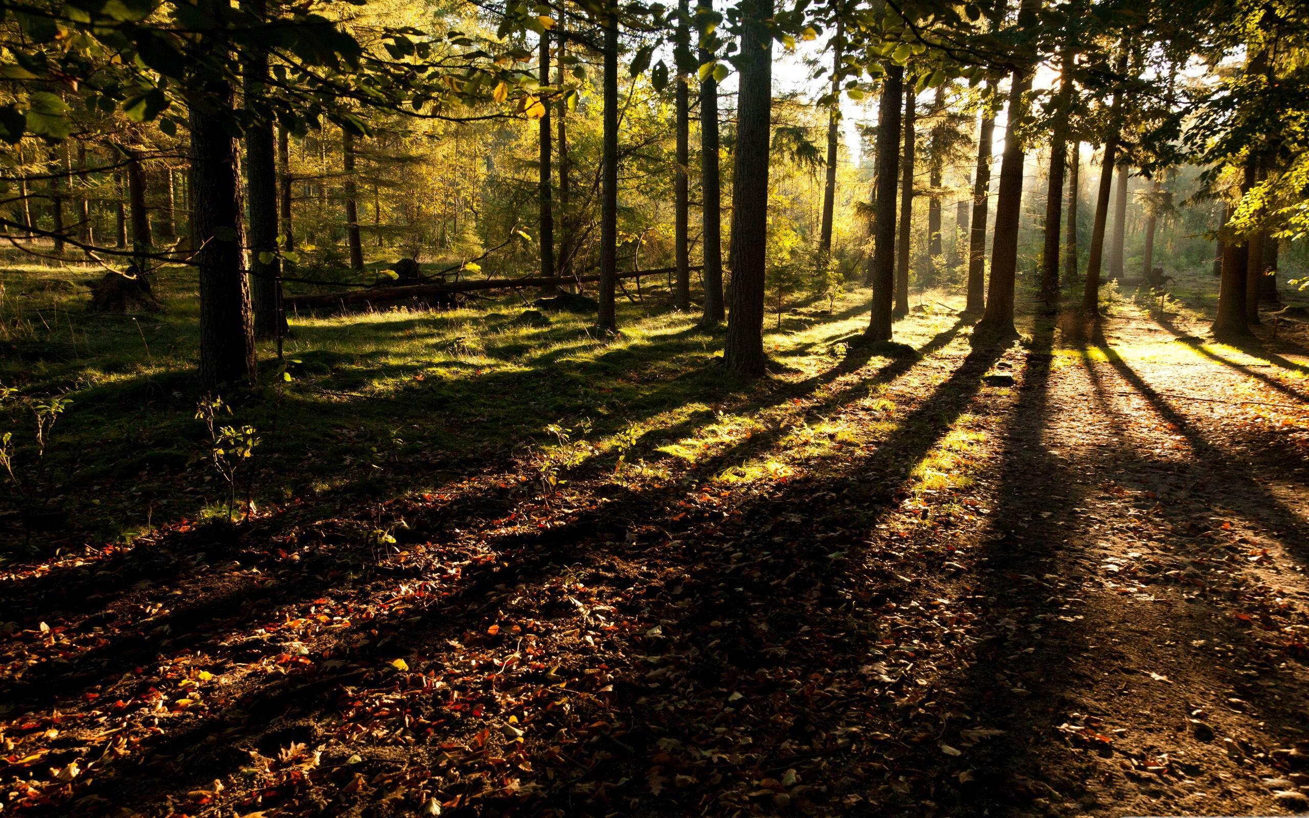 Mystic Forest Wallpapers - Top Free Mystic Forest Backgrounds