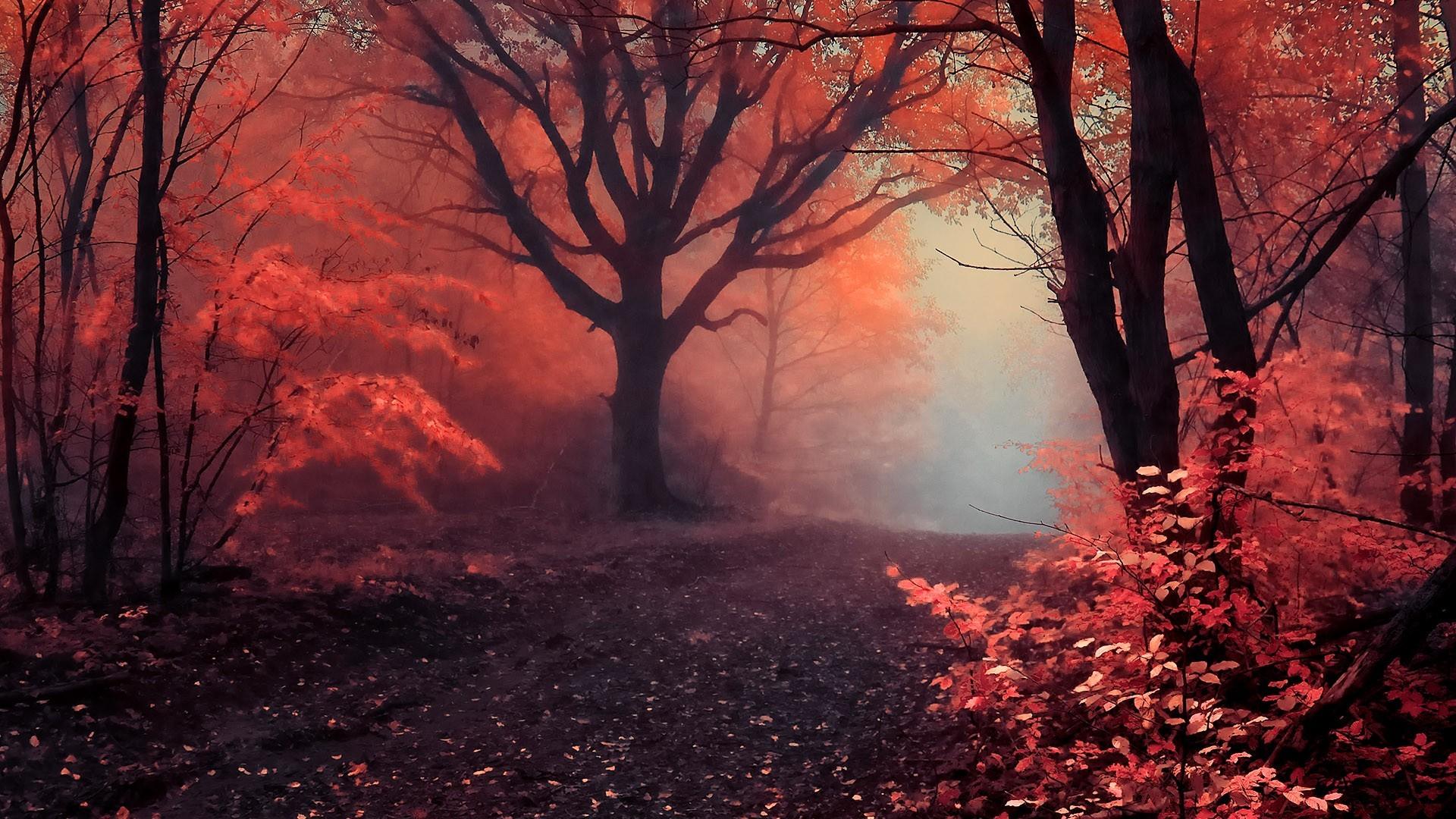 1920x1080 Aesthetic PC Forest Wallpaper