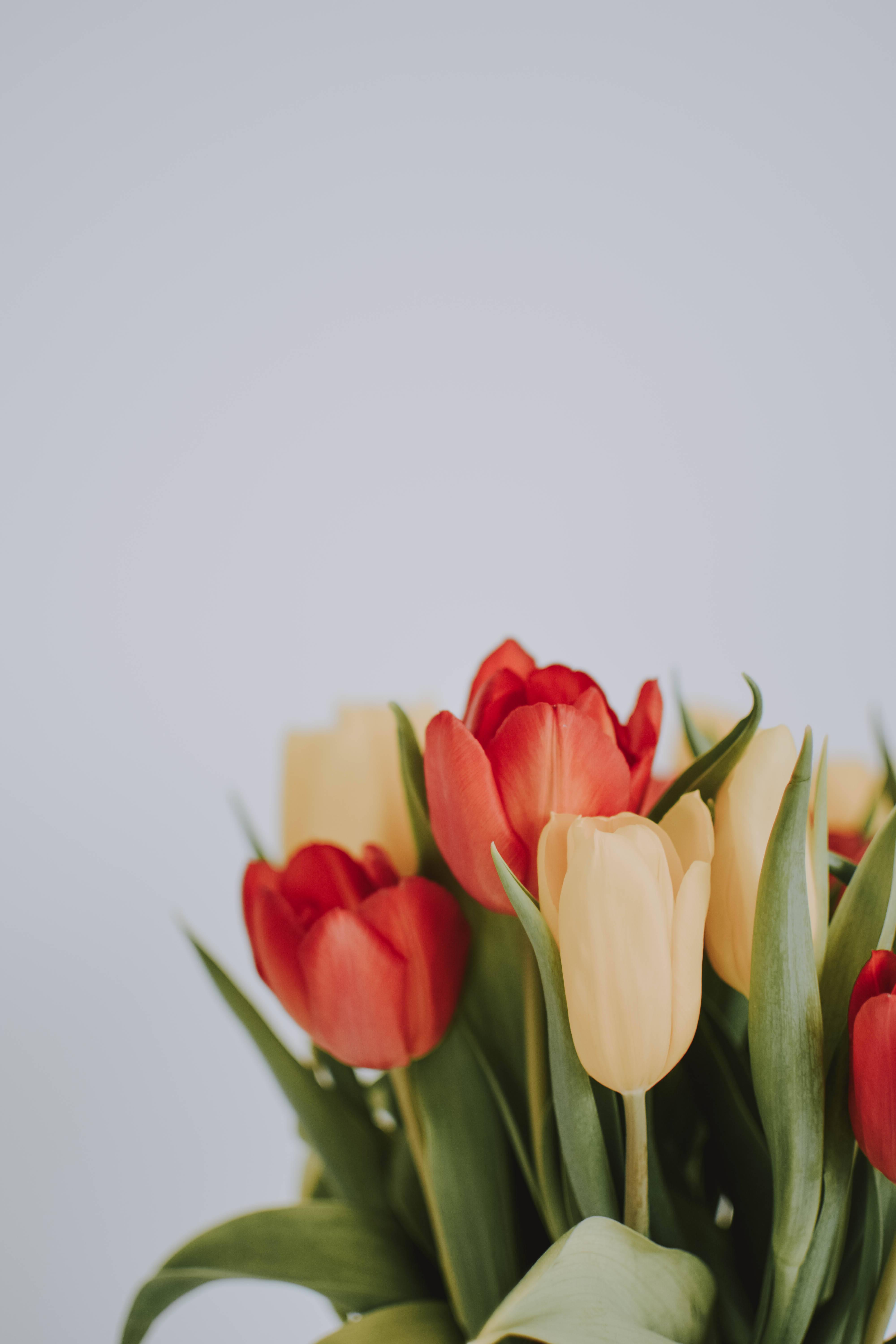 Tulips Aesthetic Wallpapers - Top Free Tulips Aesthetic Backgrounds