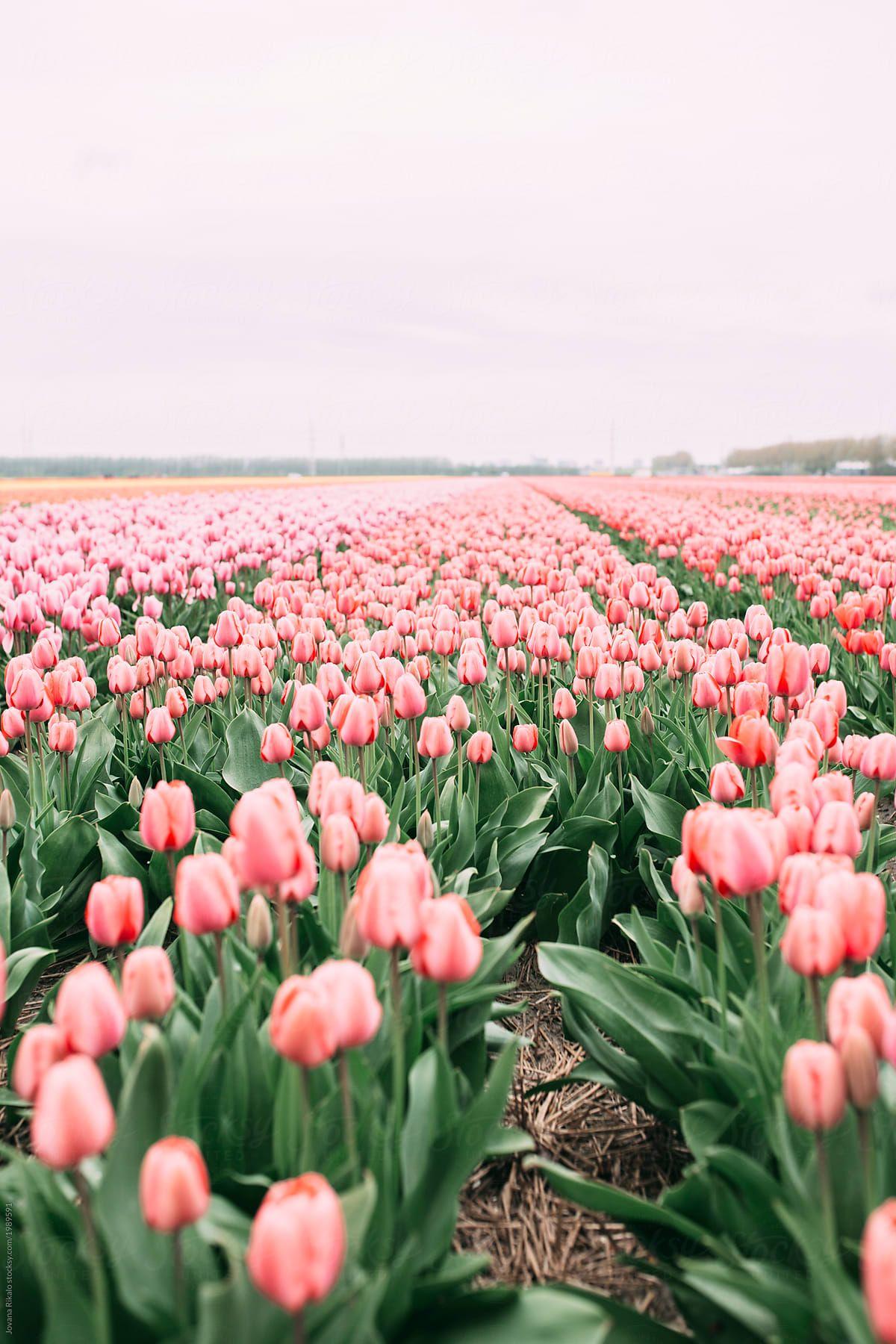 Tulips Aesthetic Wallpapers - Top Free Tulips Aesthetic Backgrounds