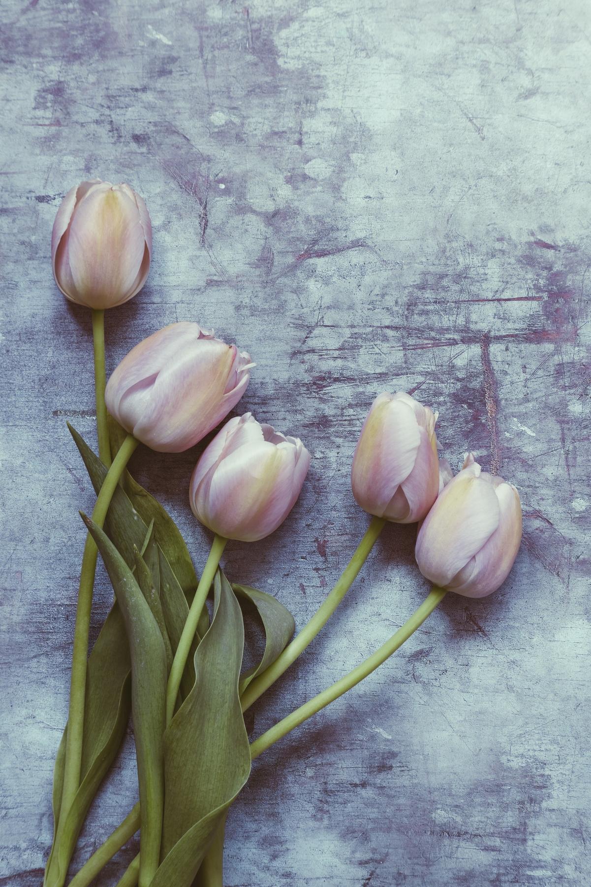 Tulips Aesthetic Wallpapers - Top Free Tulips Aesthetic Backgrounds