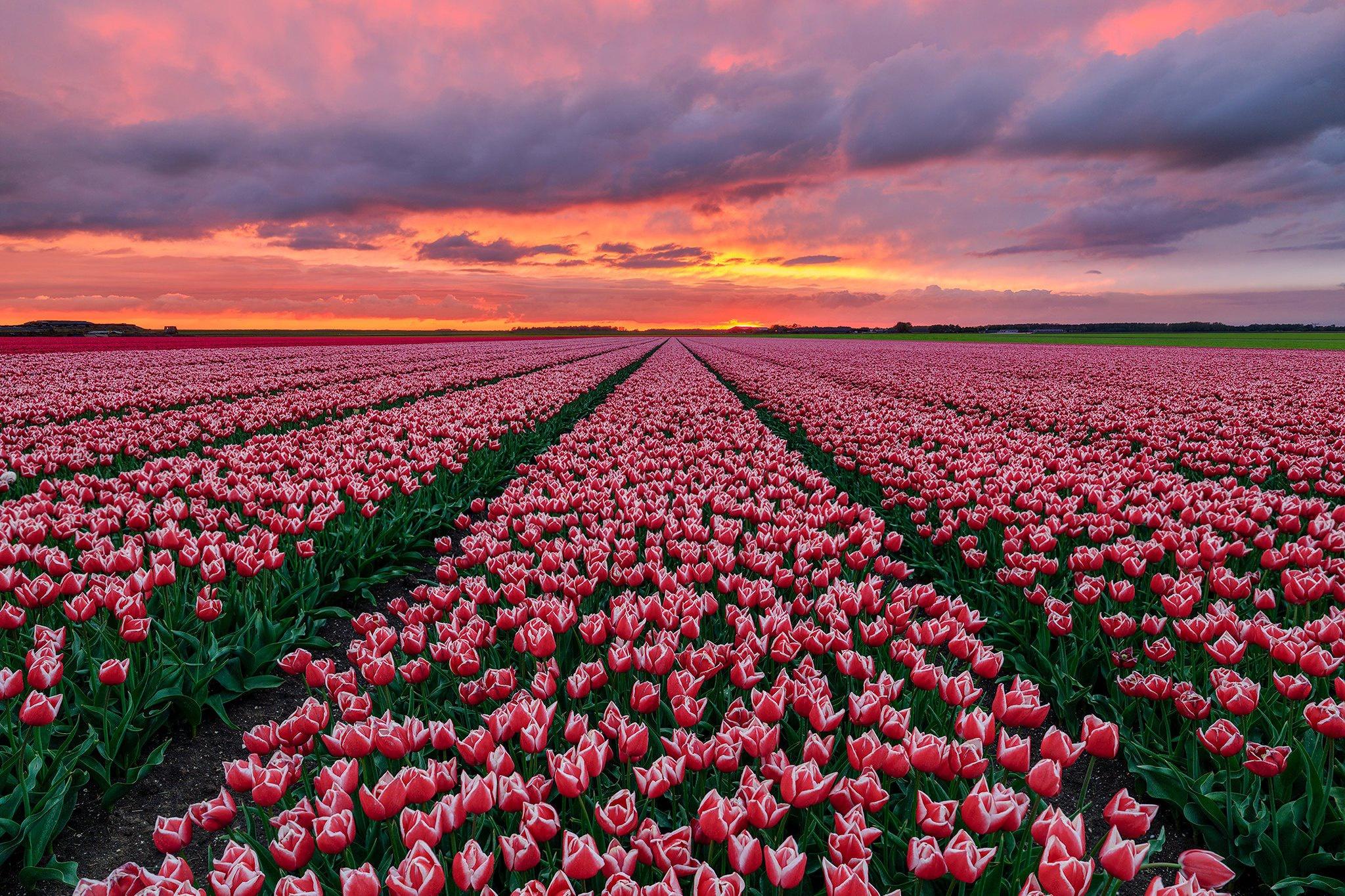 Tulips Aesthetic Wallpapers Top Free Tulips Aesthetic Backgrounds