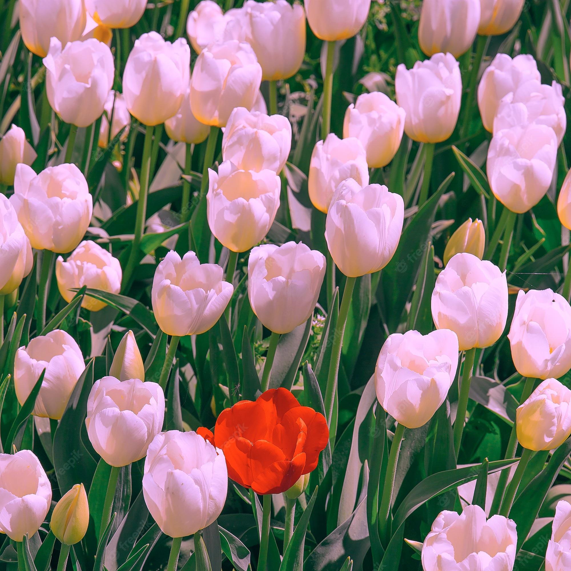 Tulips Aesthetic Wallpapers - Top Free Tulips Aesthetic Backgrounds