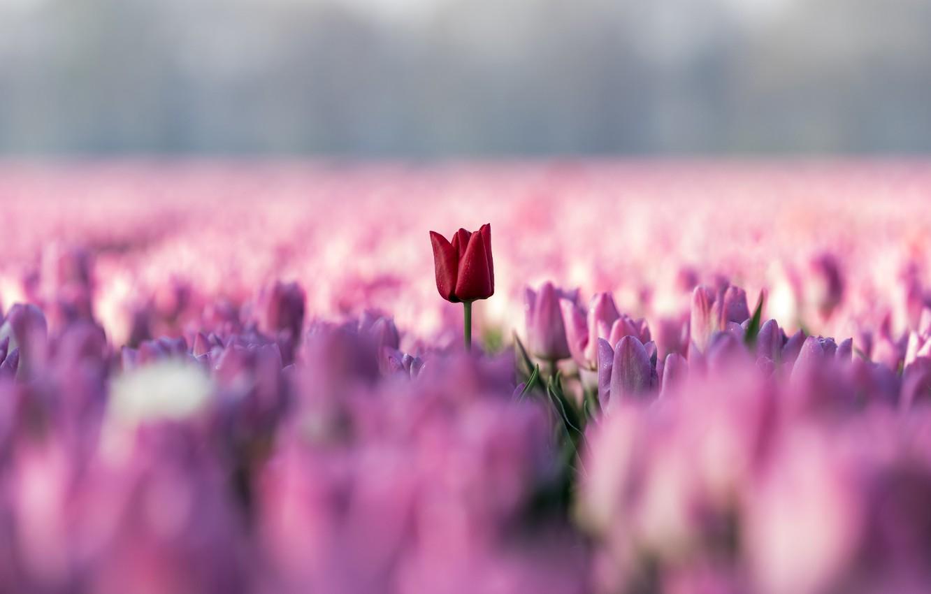 1332x850 Wallpaper field, the sky, flowers, red, Tulip, tulips, pink, a lot image for desktop, section цветы