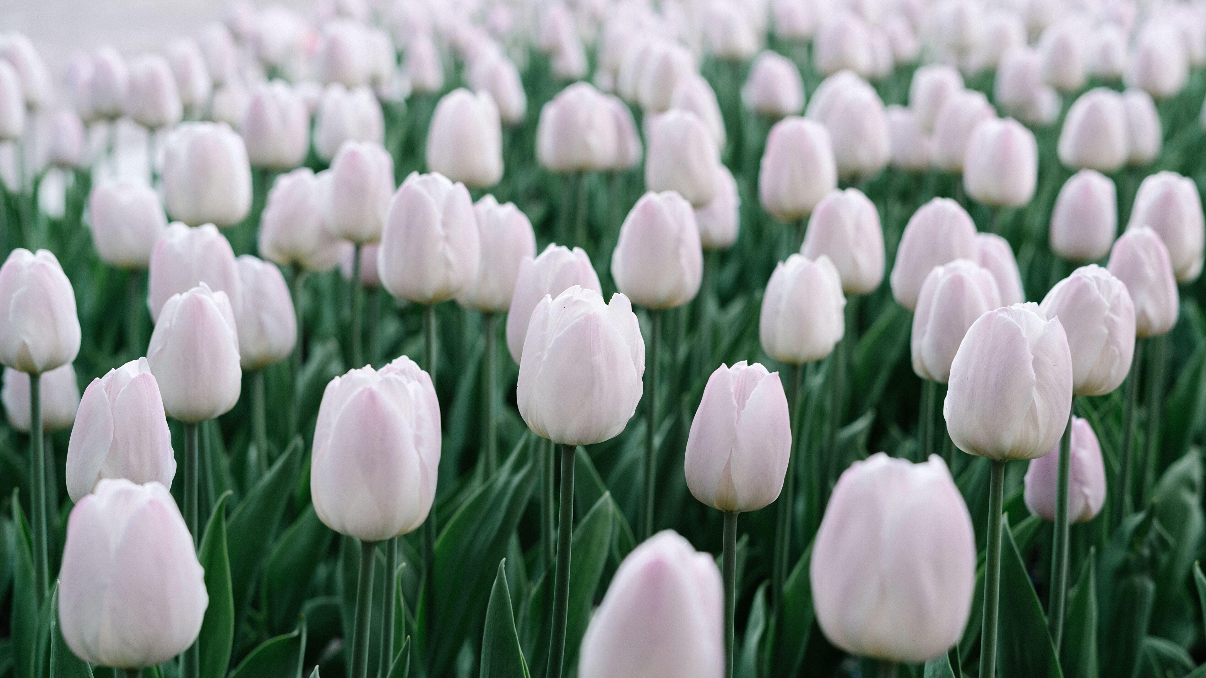 3840x2160 White Tulips Wallpaper