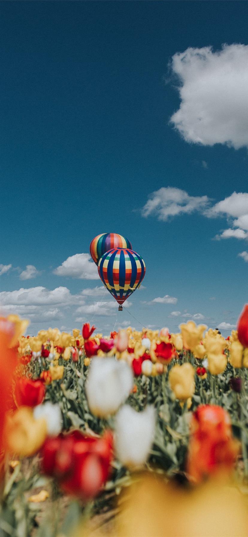 828x1792 Balloon Over Tulips iPhone 11 Wallpaper Free Download