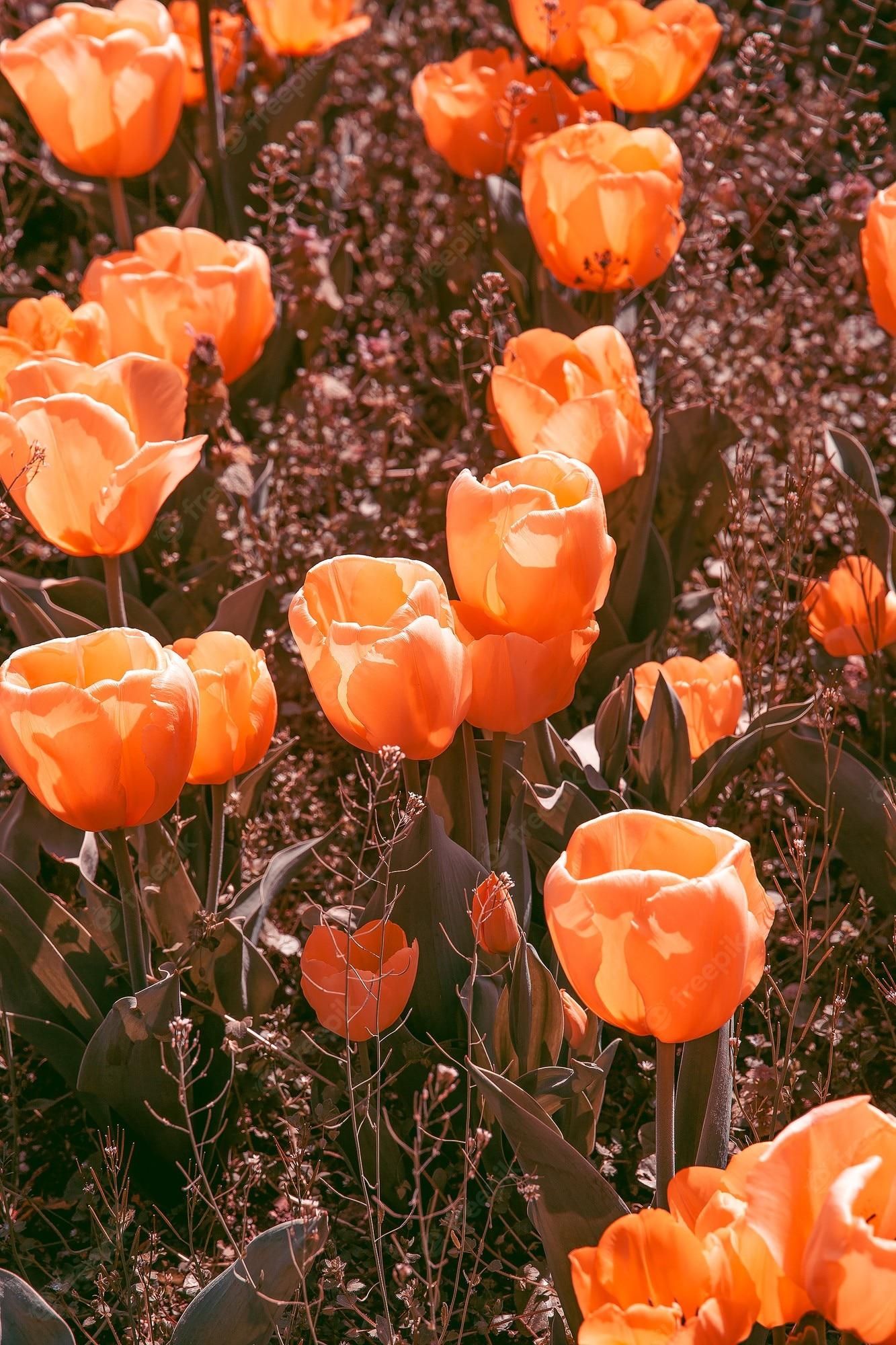 Tulips Aesthetic Wallpapers - Top Free Tulips Aesthetic Backgrounds