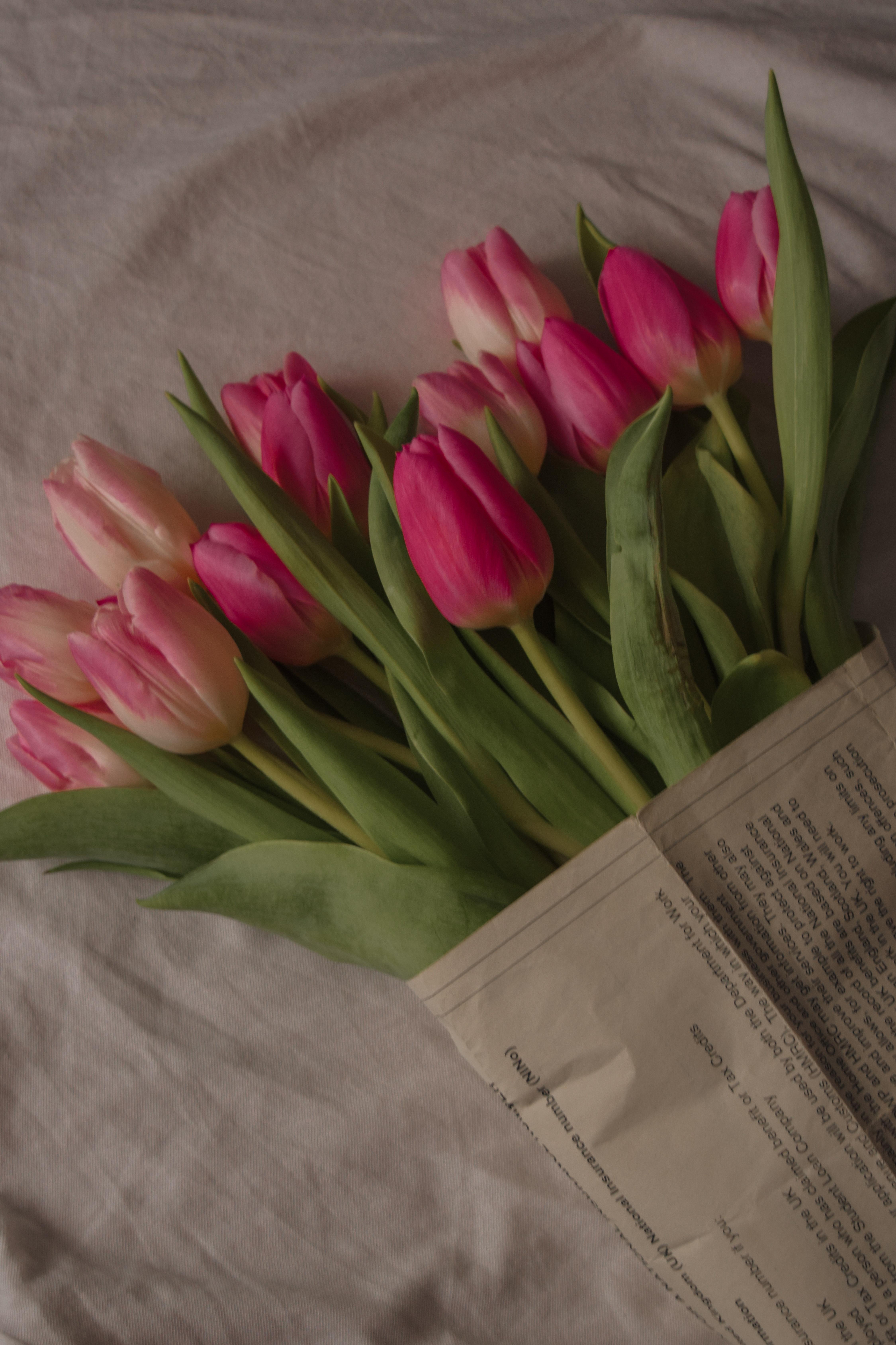 4500x6751 Red and Pink Tulip Flowers · Free