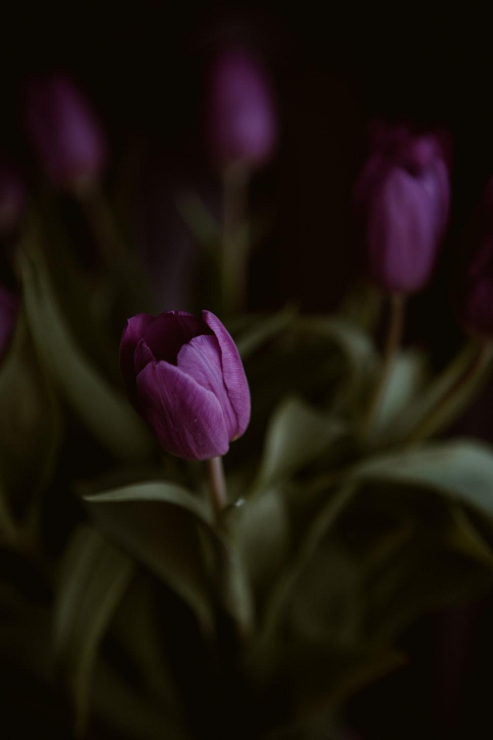 Tulips Aesthetic Wallpapers Top Free Tulips Aesthetic Backgrounds