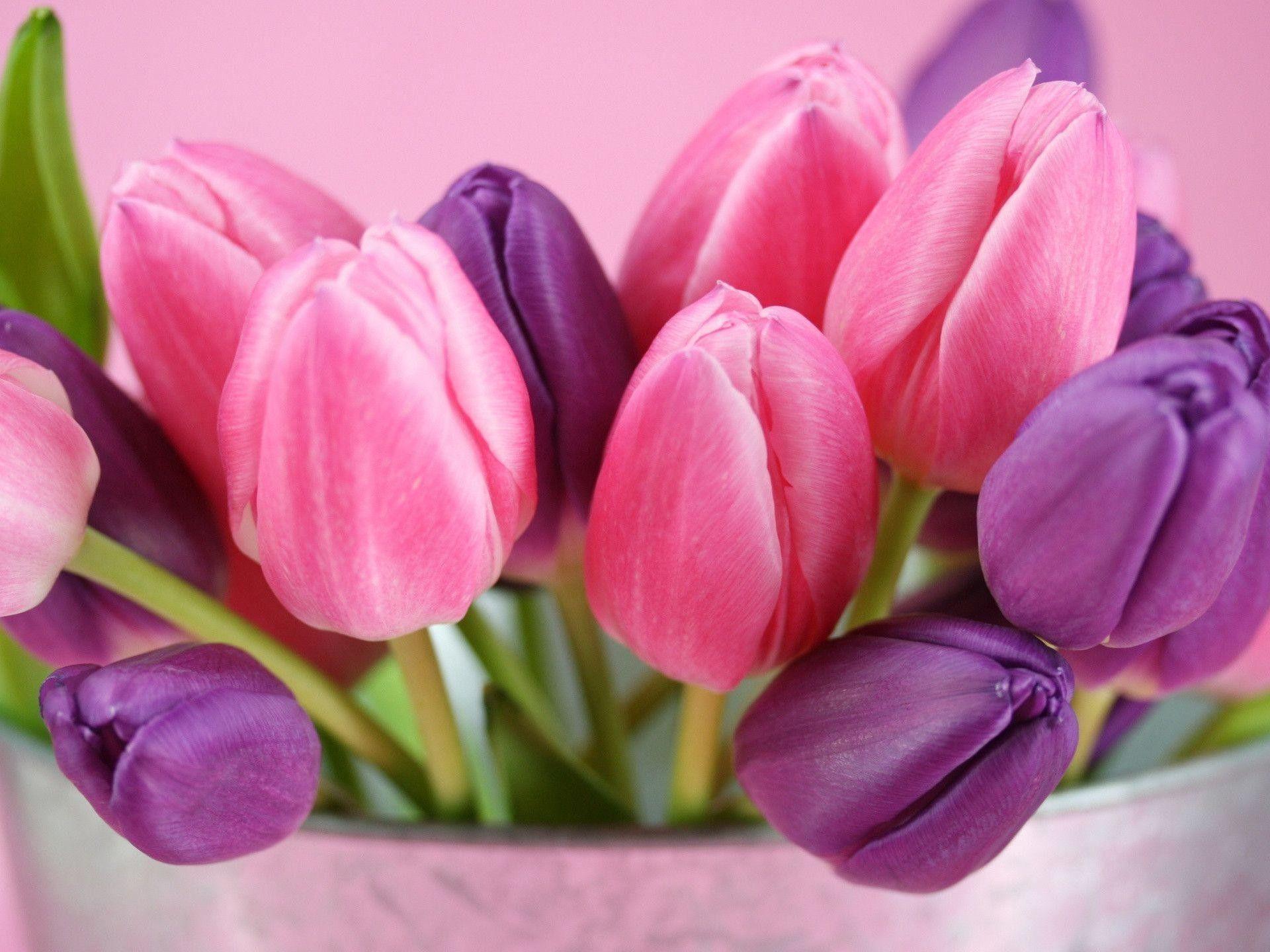 1920x1440 Tulips MacBook Wallpaper