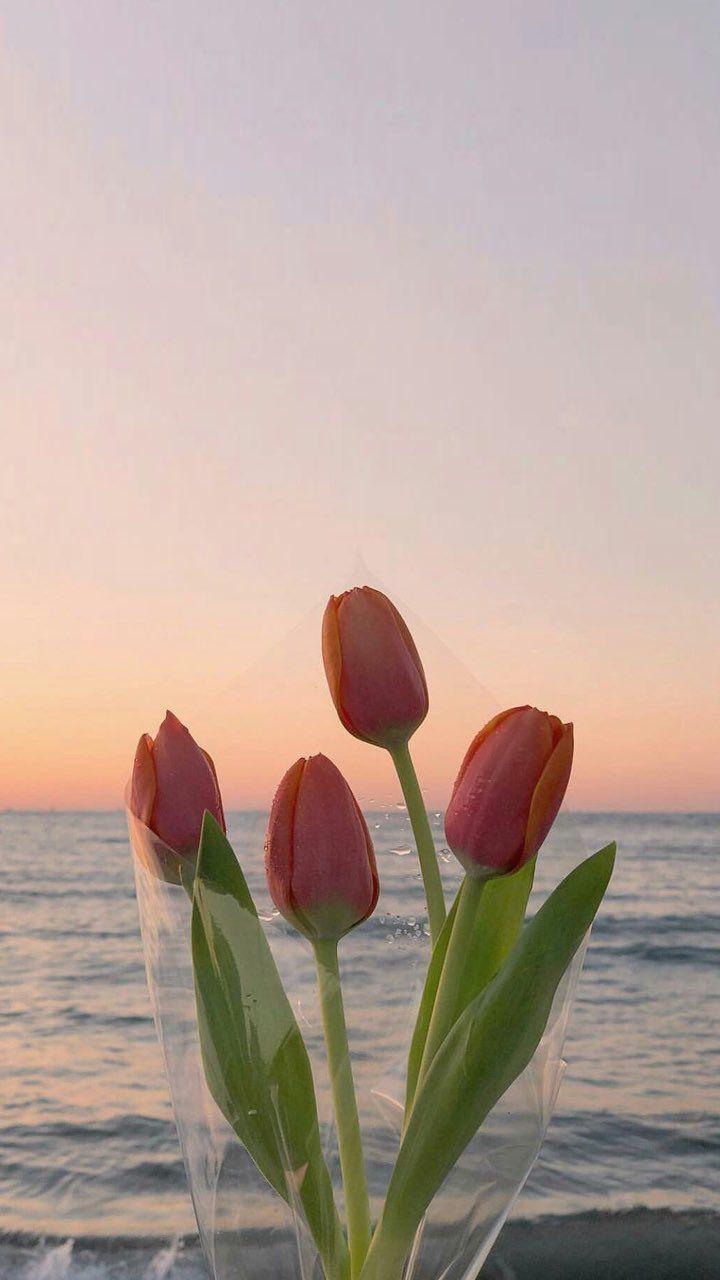 720x1280 Love me tender. Flower aesthetic, Flower phone wallpaper, Tulips
