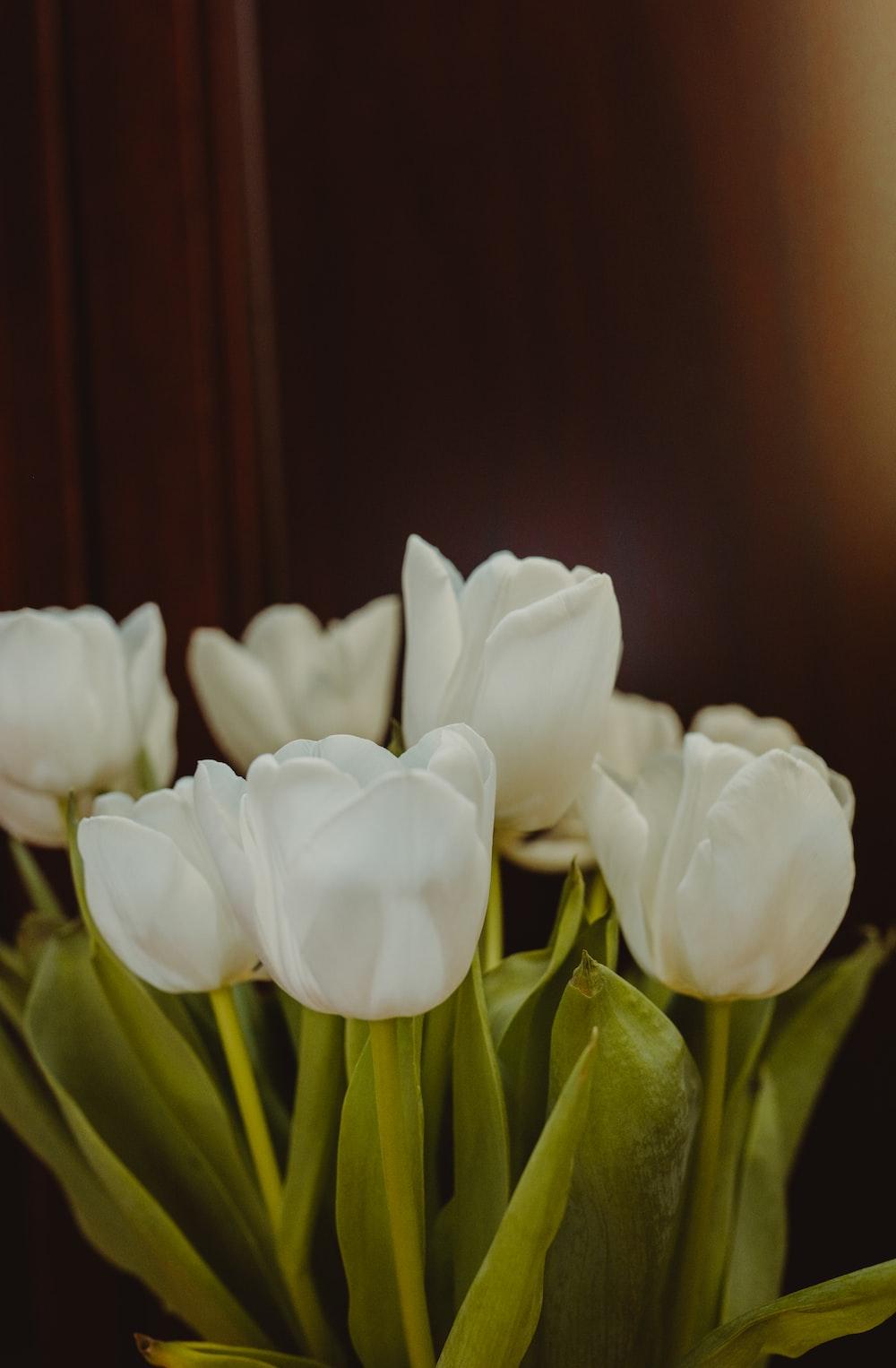 1000x1526 White Tulip Picture. Download Free Image