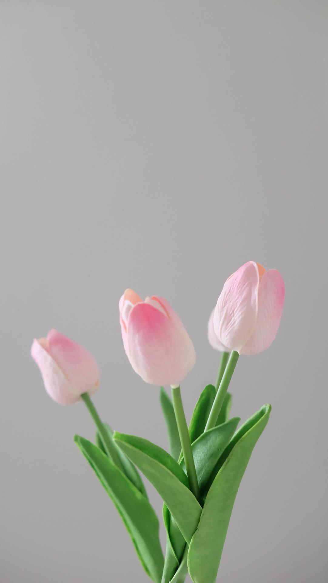 1082x1920 Download Lovely Powder Pink Tulips Wallpaper