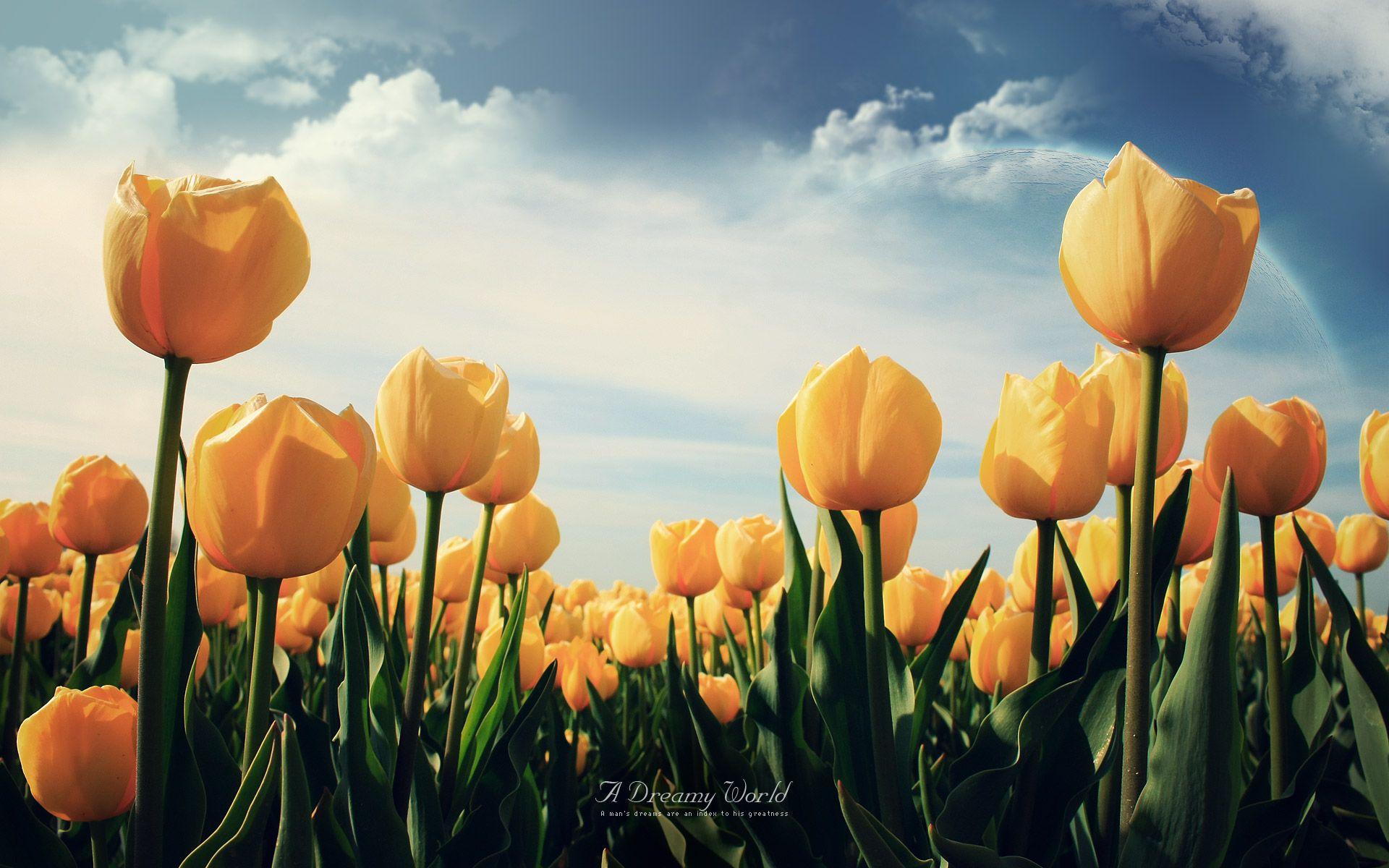 1920x1200 Tulip HD Wallpaper Free Download
